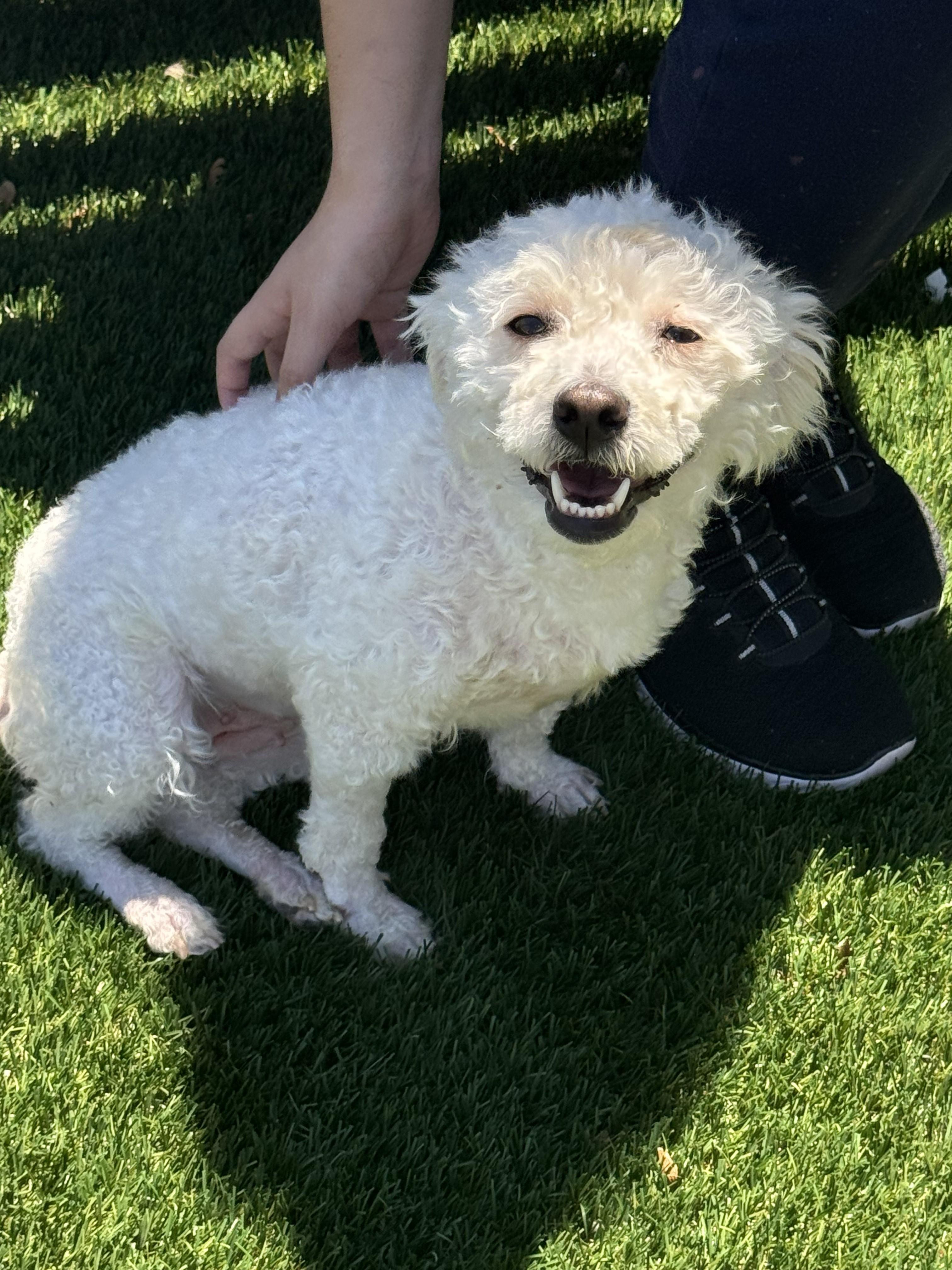 Enlarge Chloe, an adopted mixed breed in Perth Amboy, NJ image 4/5