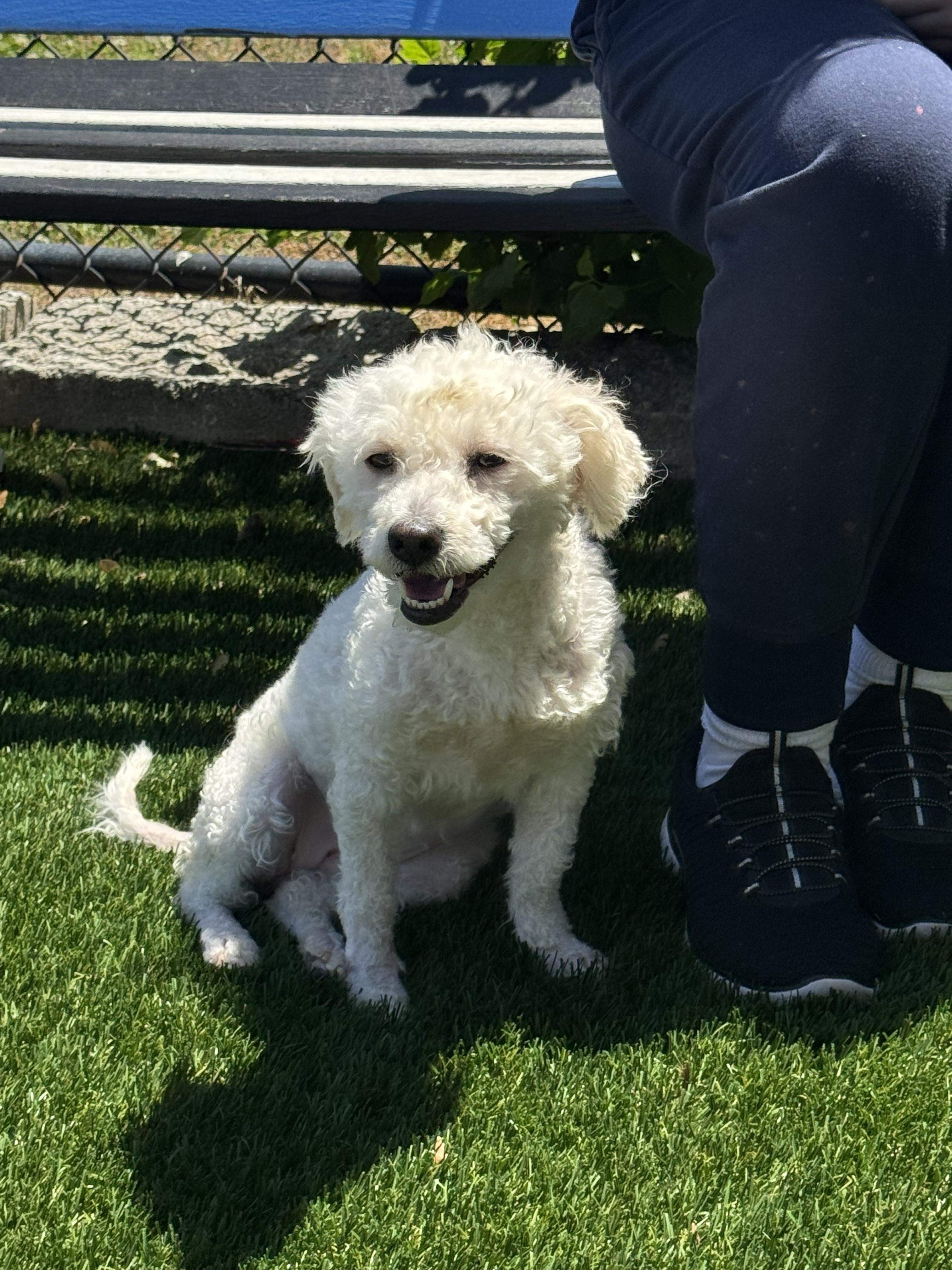 Enlarge Chloe, an adopted mixed breed in Perth Amboy, NJ image 2/5