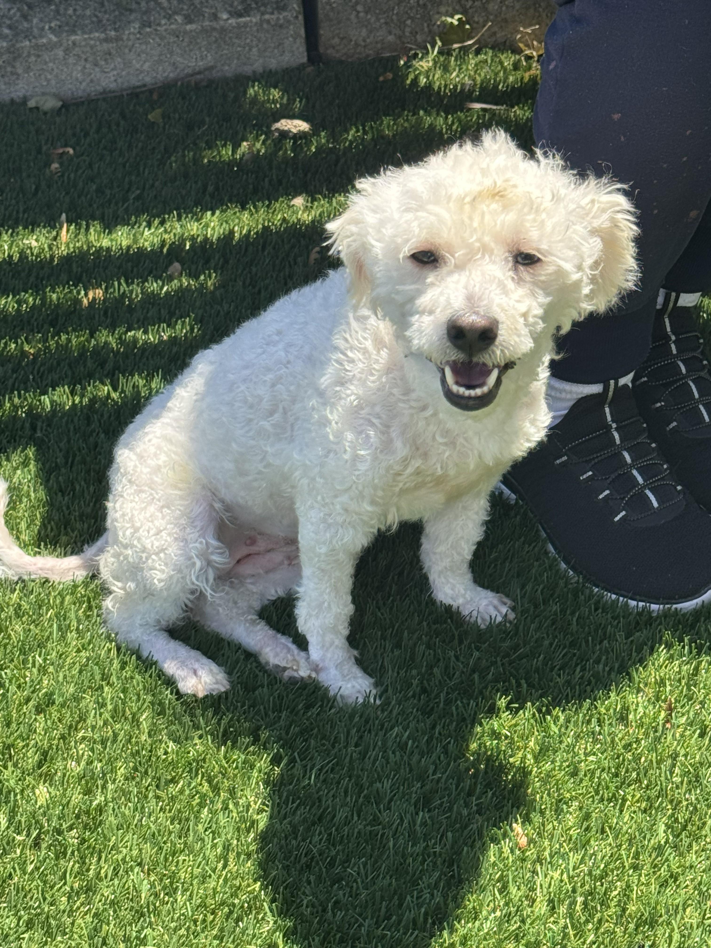 Enlarge Chloe, an adopted mixed breed in Perth Amboy, NJ image 3/5