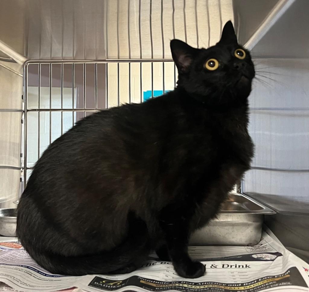 Enlarge NASA, a Adoptable mixed breed in Nacogdoches, TX image 1/1