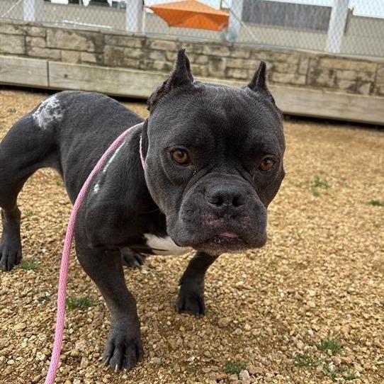 Princess, Adoptable, Adult Female Mixed Breed.