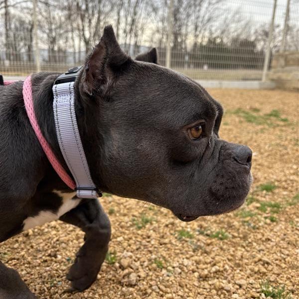 Enlarge Princess, a Adoptable Mixed Breed in Bentonville, AR image 2/2