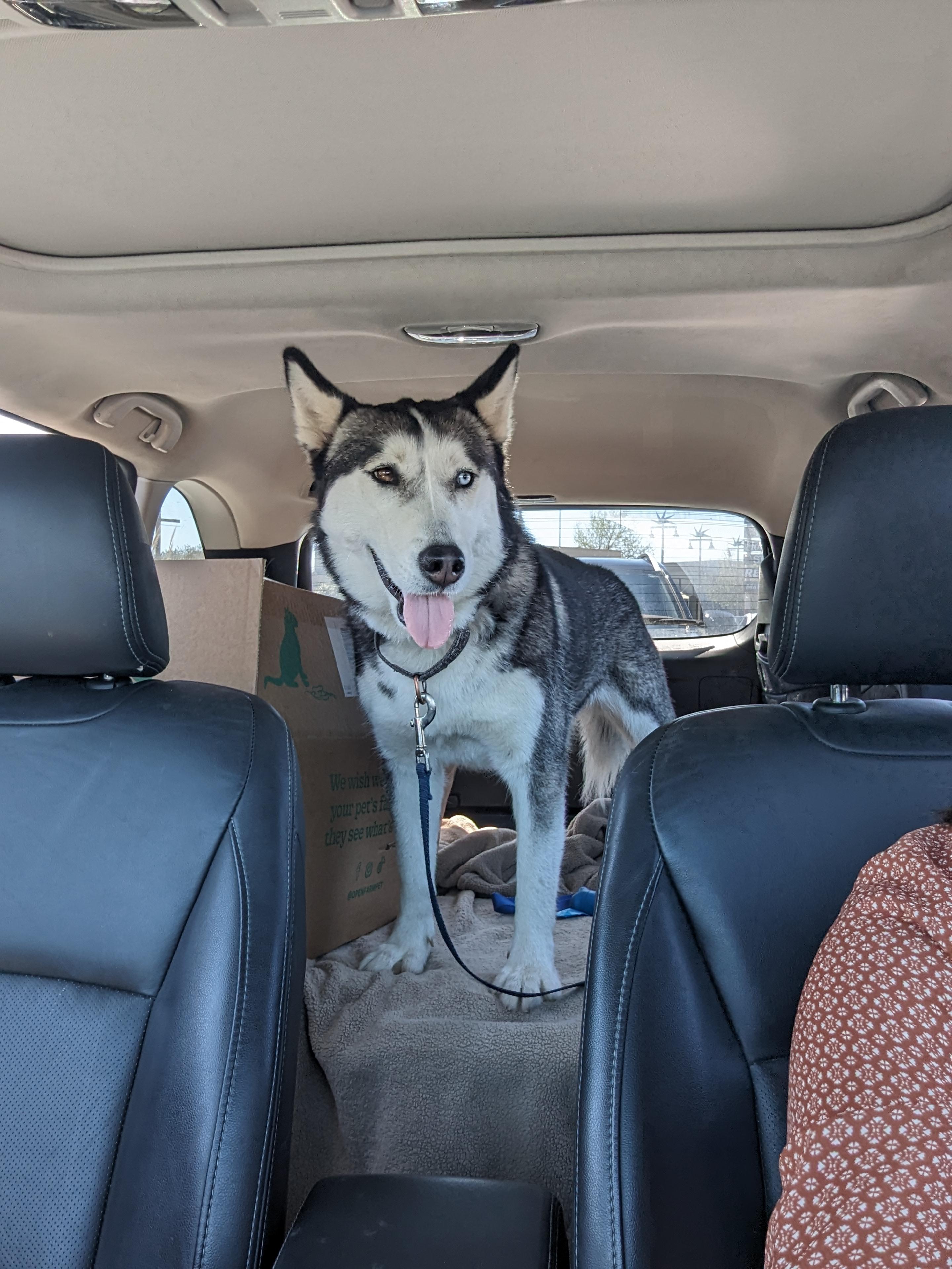 Enlarge Stella, a Adoptable Siberian Husky in Vancouver, WA image 1/6