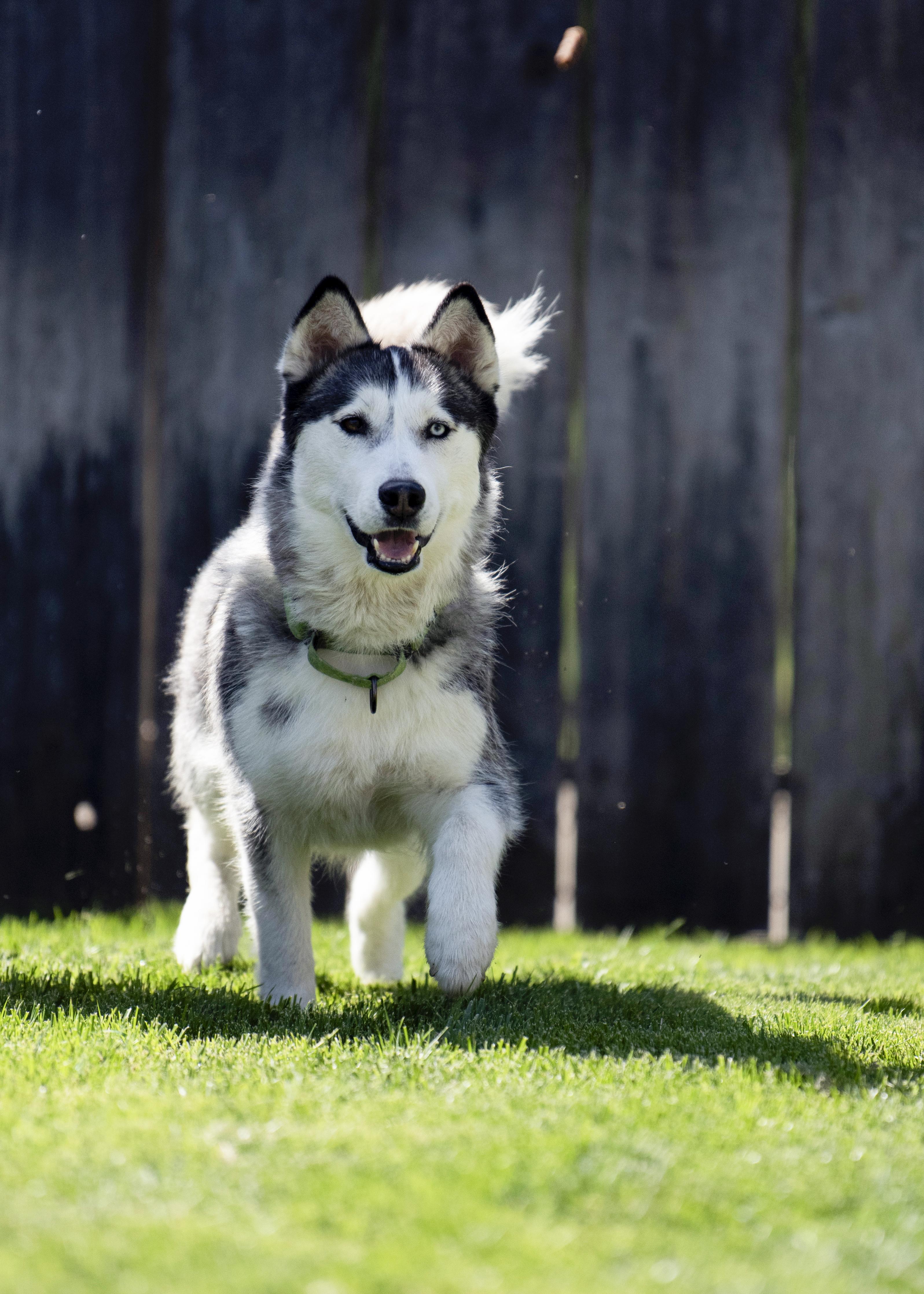 Stella, a Adoptable Siberian Husky in Vancouver, WA image 1/6