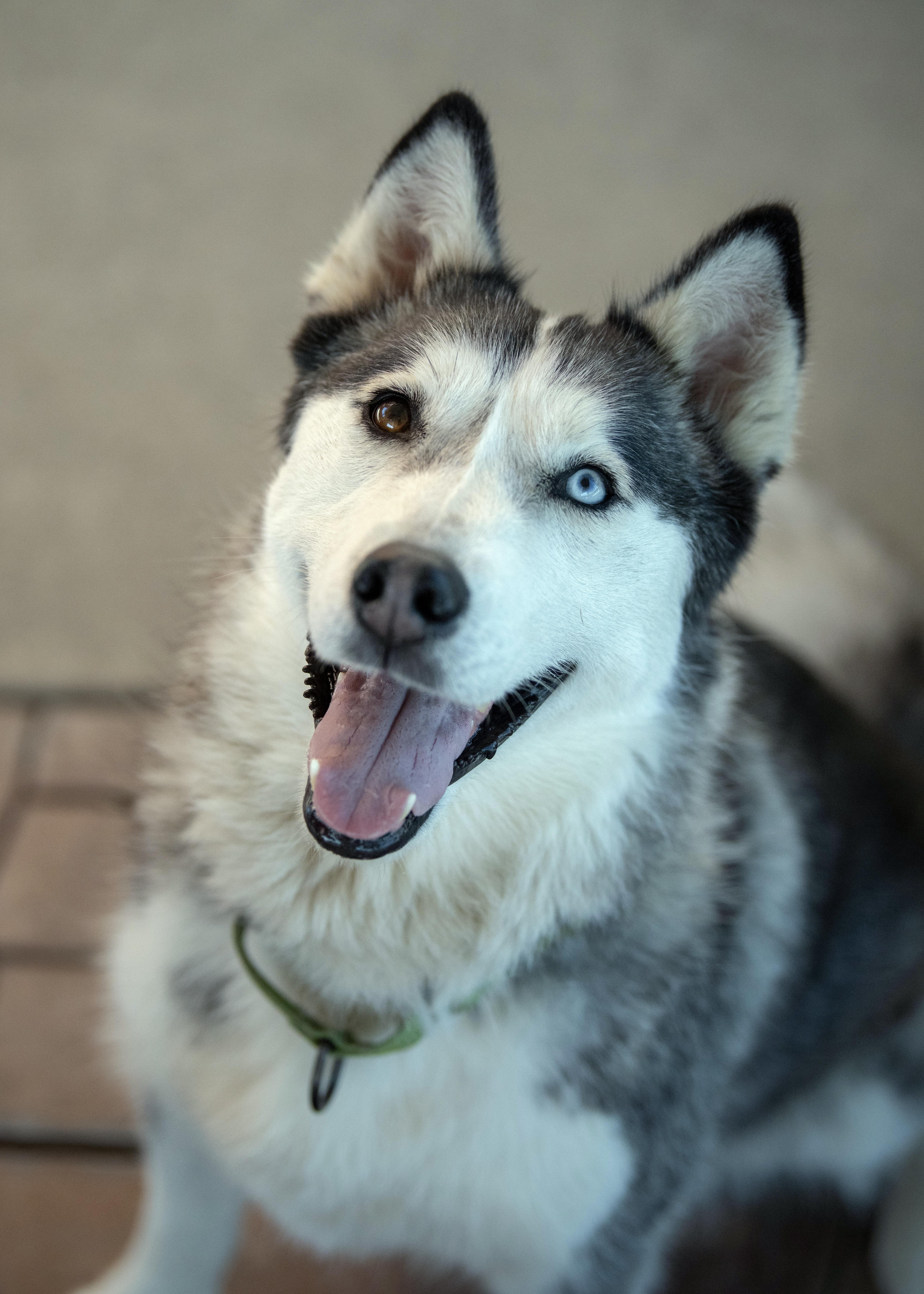 Stella, a Adoptable Siberian Husky in Vancouver, WA image 2/6
