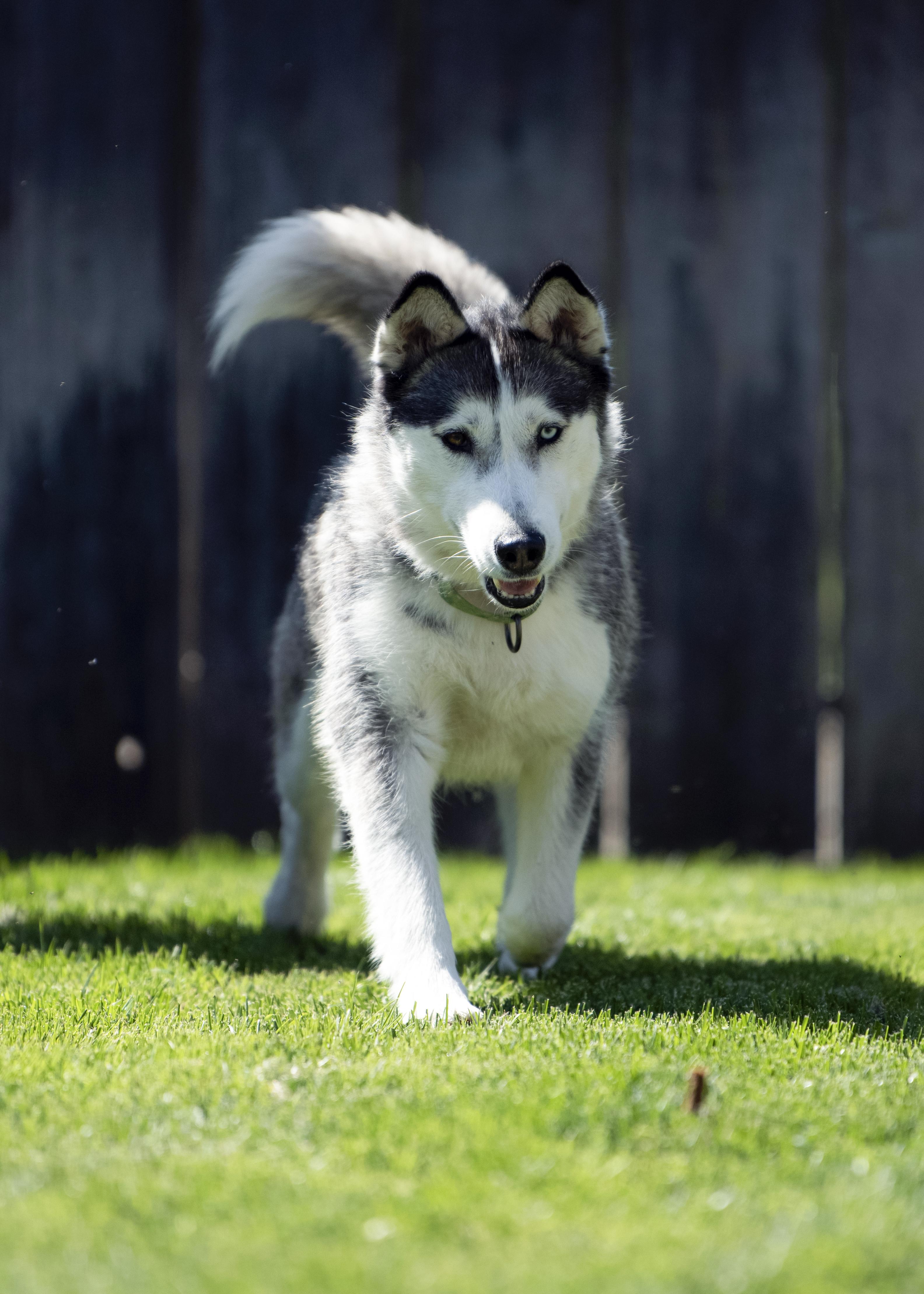 Stella, a Adoptable Siberian Husky in Vancouver, WA image 3/6