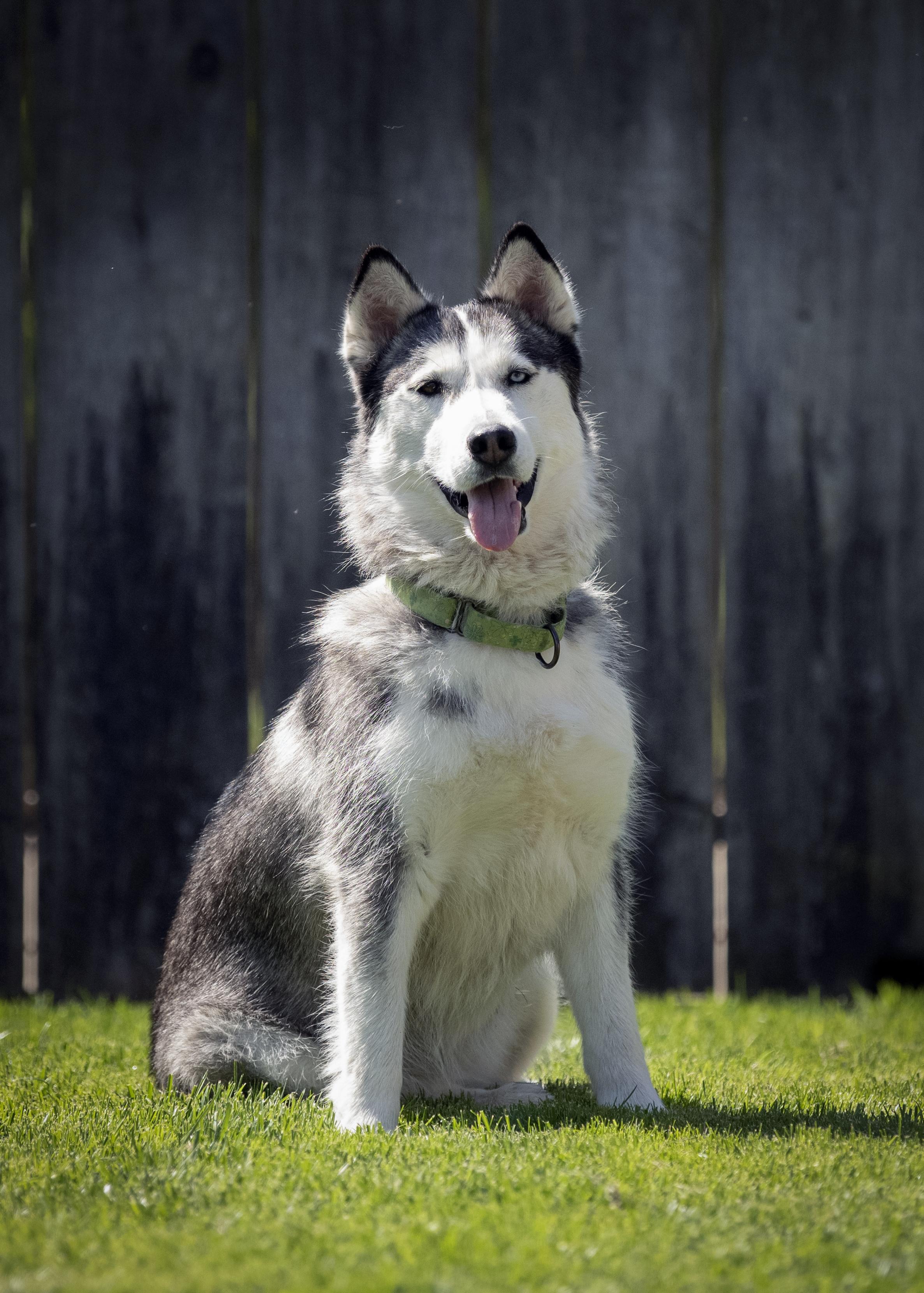 Stella, a Adoptable Siberian Husky in Vancouver, WA image 4/6