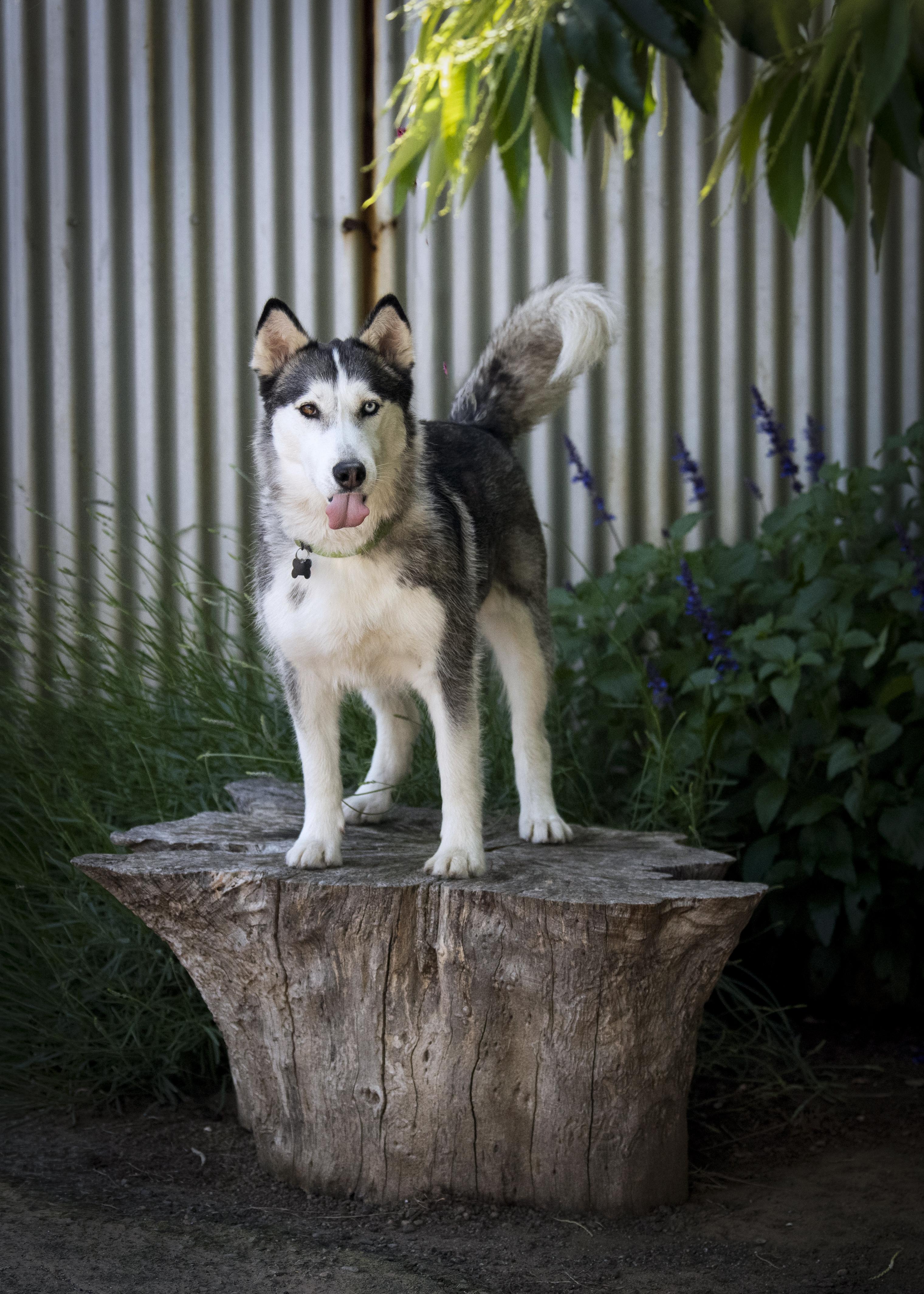 Stella, a Adoptable Siberian Husky in Vancouver, WA image 5/6