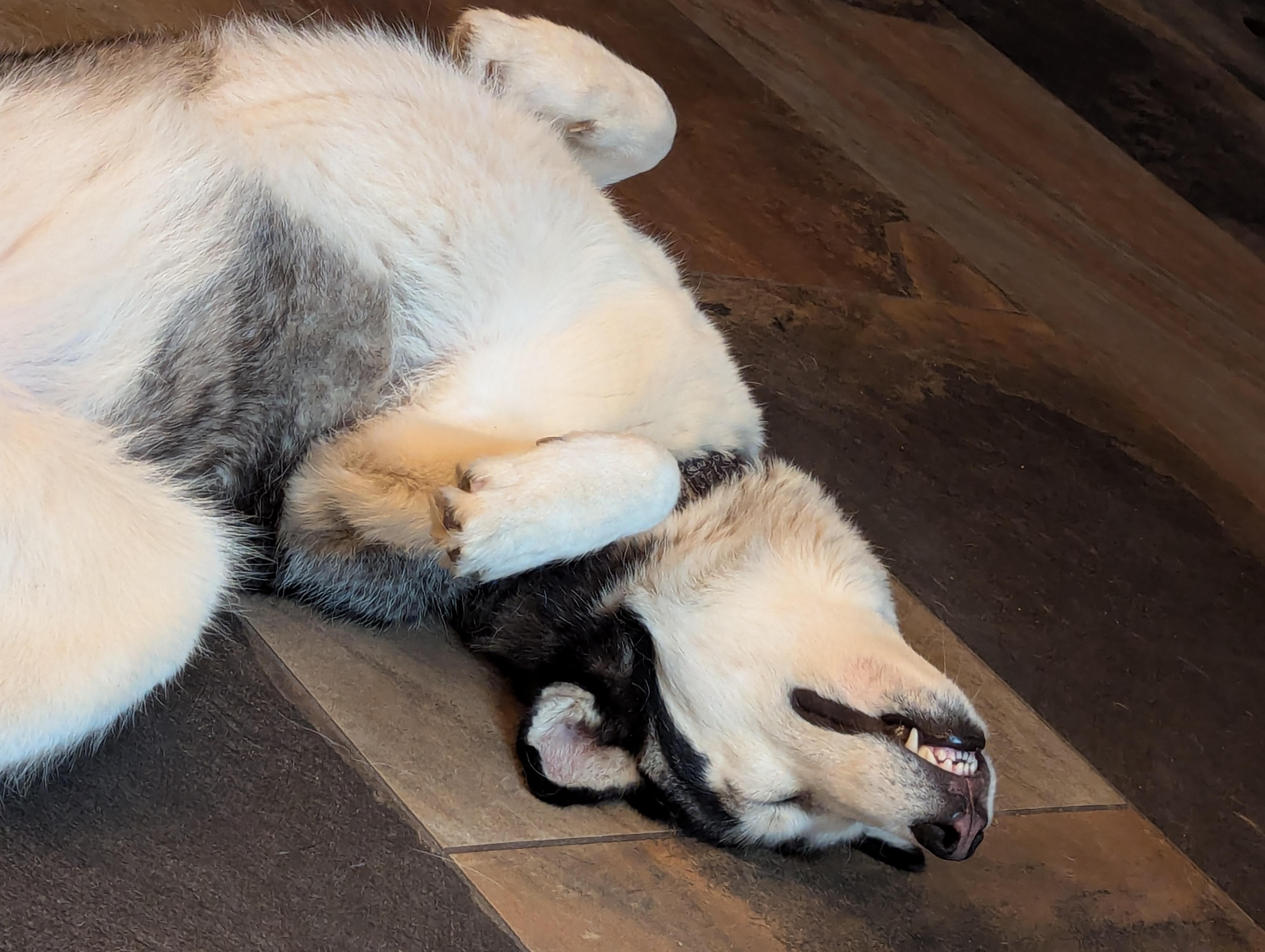 Enlarge Stella, a Adoptable Siberian Husky in Vancouver, WA image 3/6