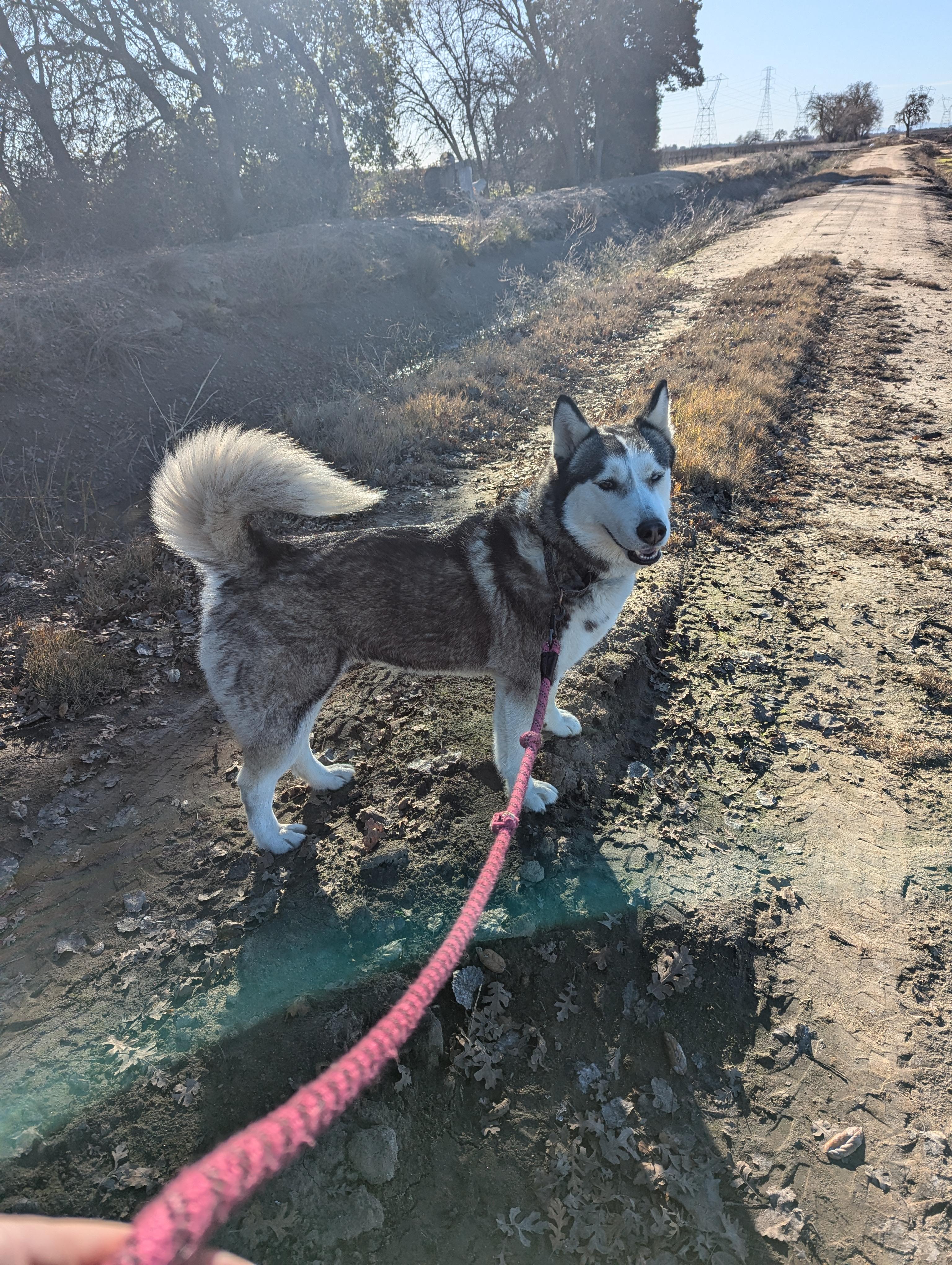 Enlarge Stella, a Adoptable Siberian Husky in Vancouver, WA image 4/6