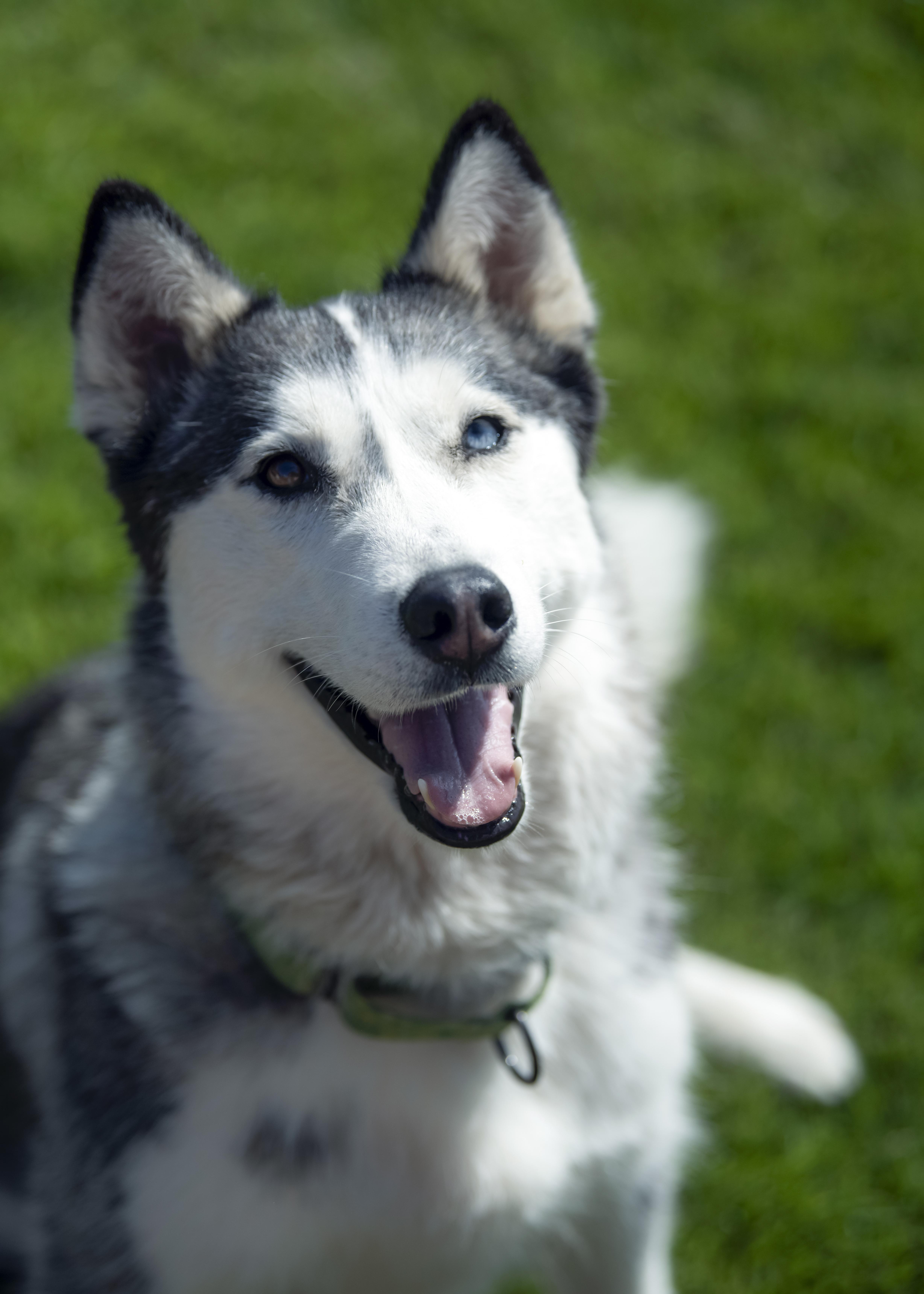 Stella, a Adoptable Siberian Husky in Vancouver, WA image 6/6