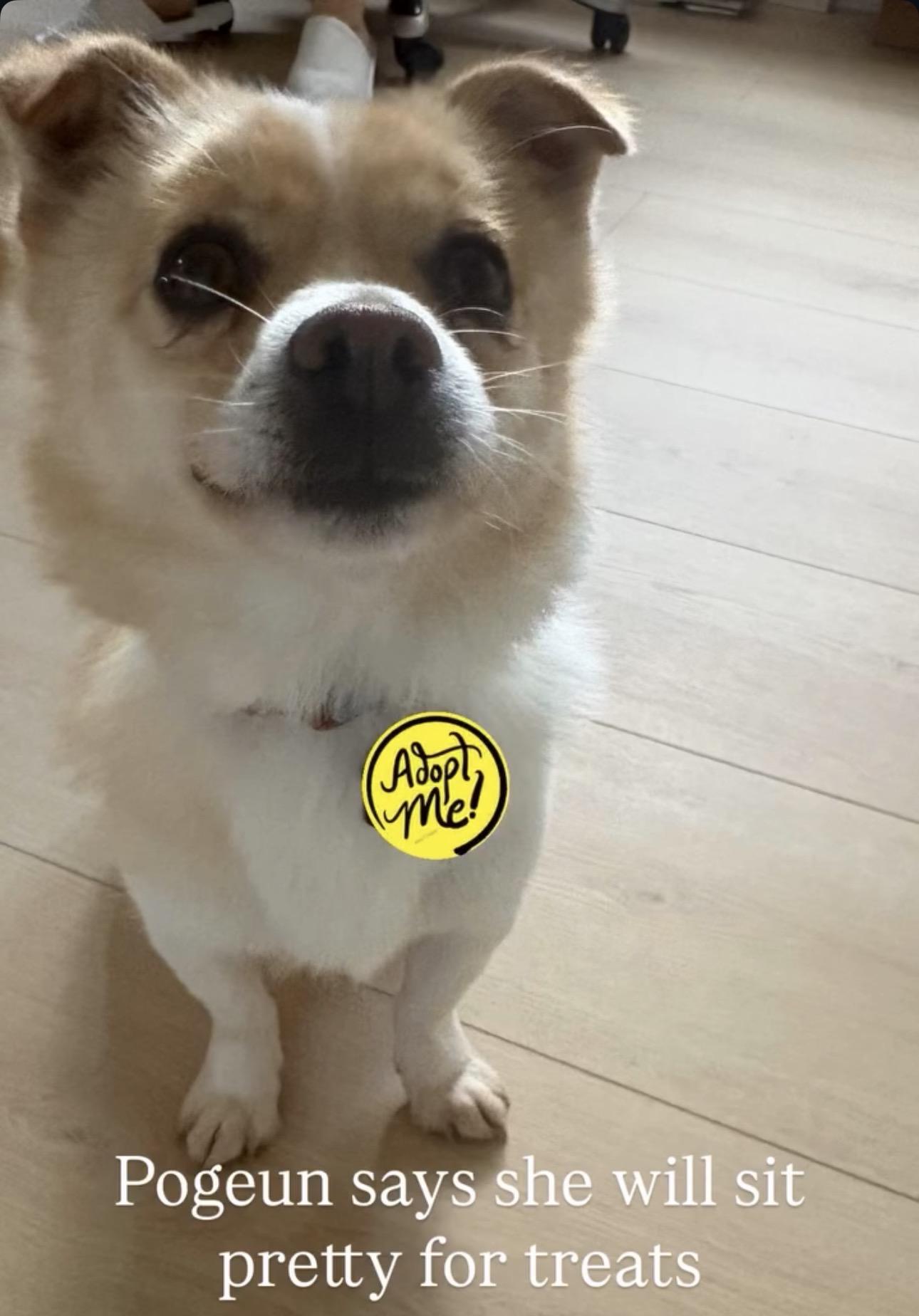 Pogeun, ADOPTABLE, Adult Female Pomeranian & Jindo.