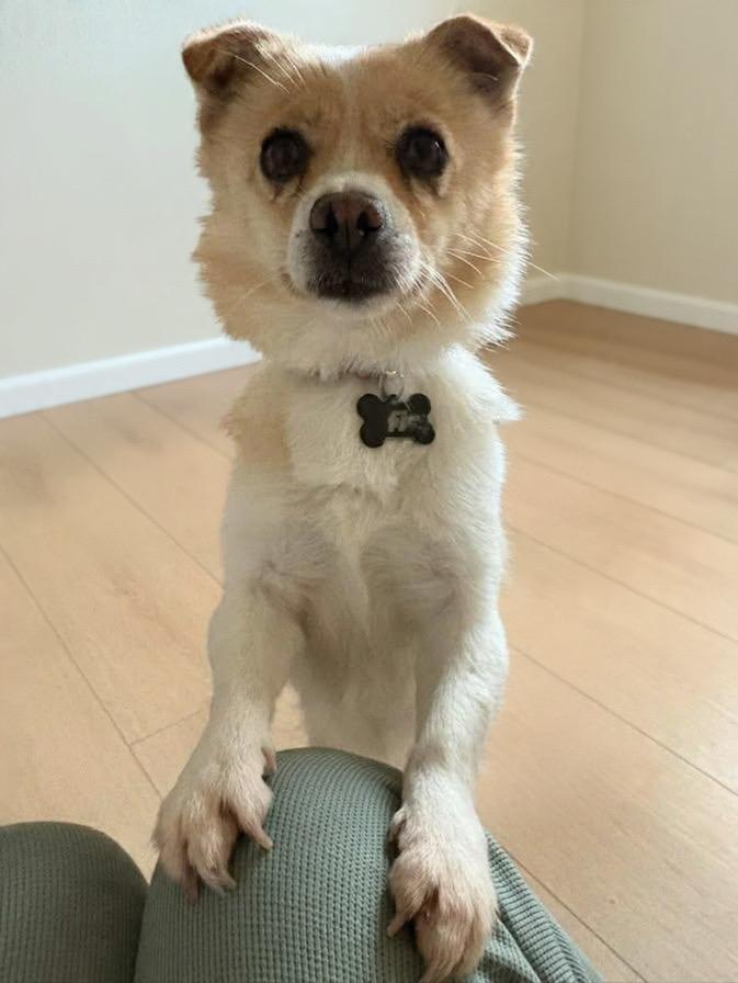 Enlarge Pogeun, a ADOPTABLE mixed breed in San Jose, CA image 4/4