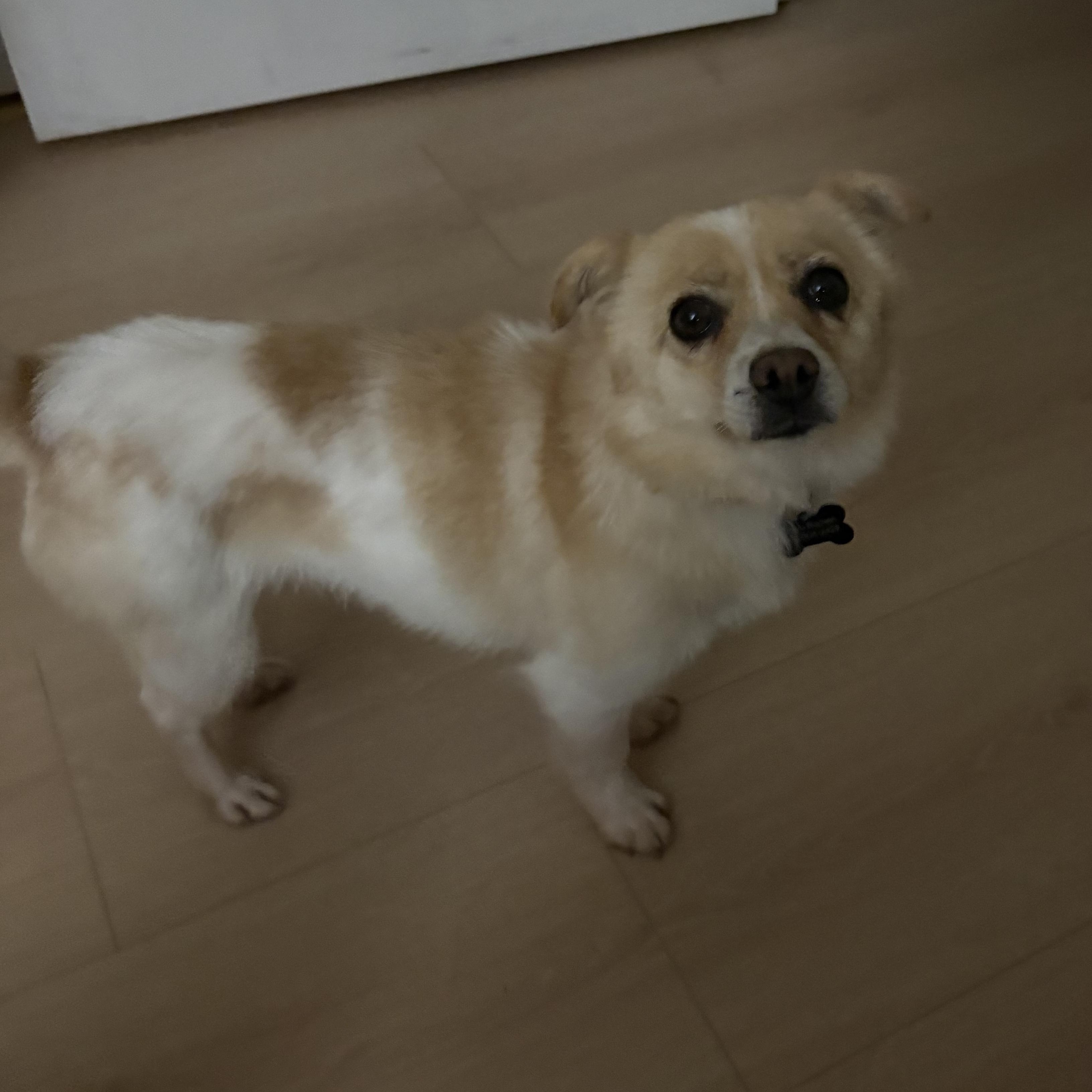 Enlarge Pogeun, a ADOPTABLE mixed breed in San Jose, CA image 2/4