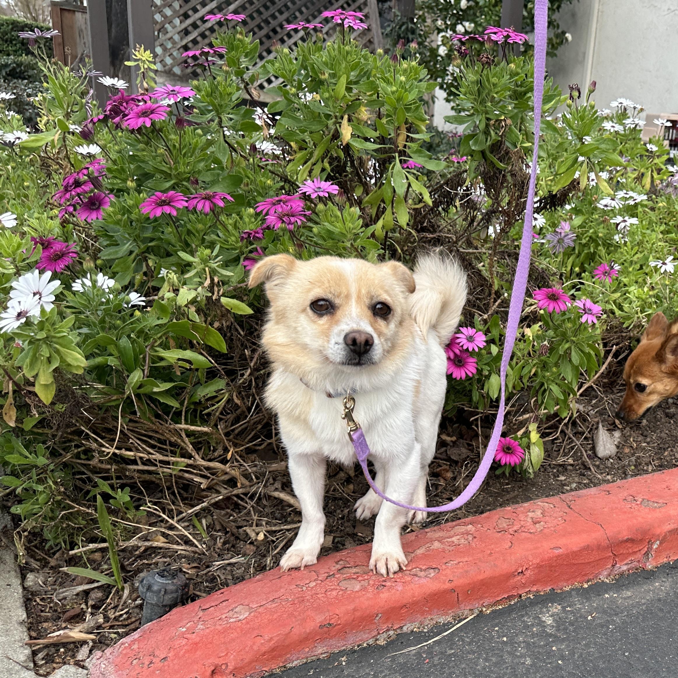 Enlarge Pogeun, a ADOPTABLE mixed breed in San Jose, CA image 3/4