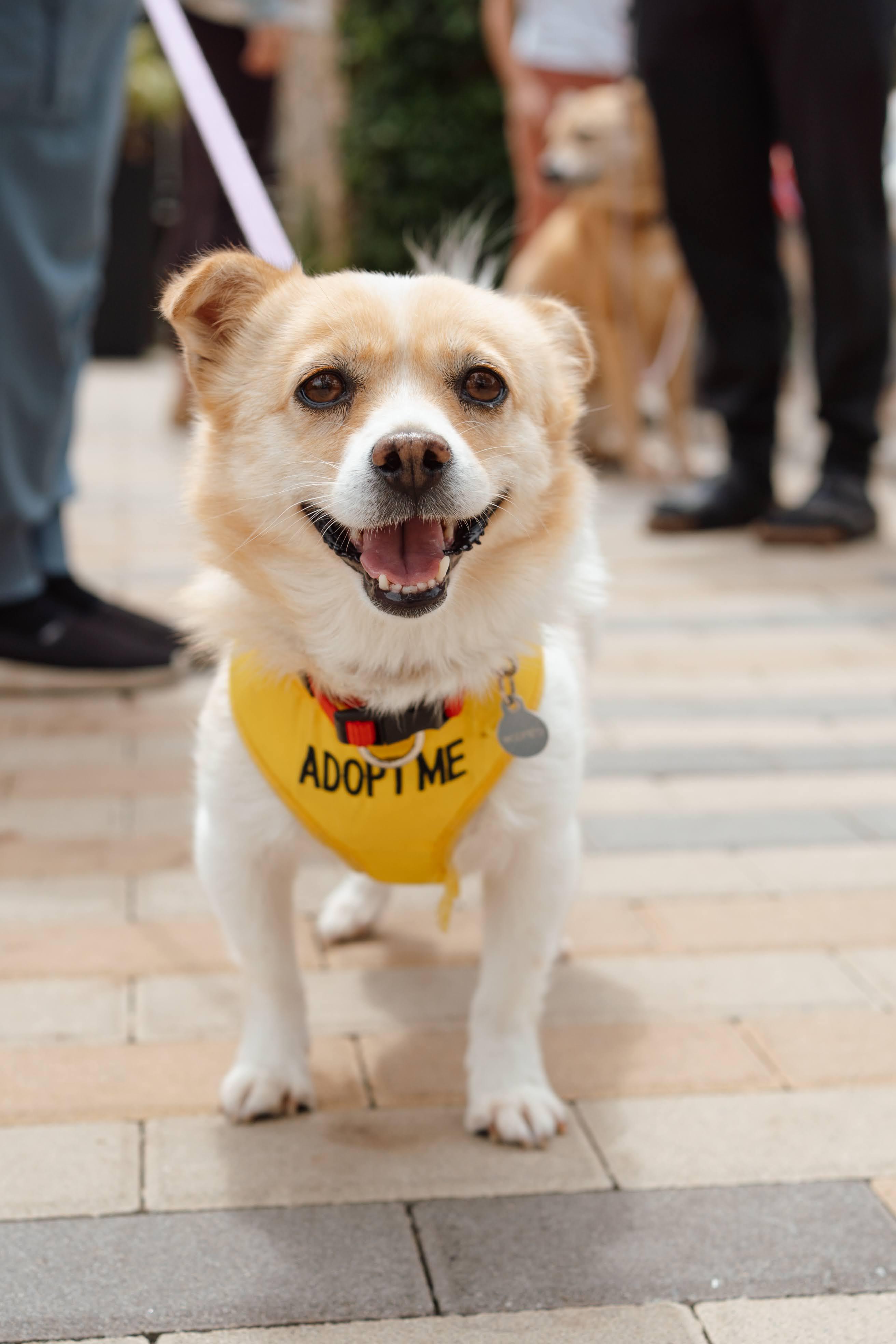 Pogeun, ADOPTABLE, Adult Female Pomeranian & Jindo.