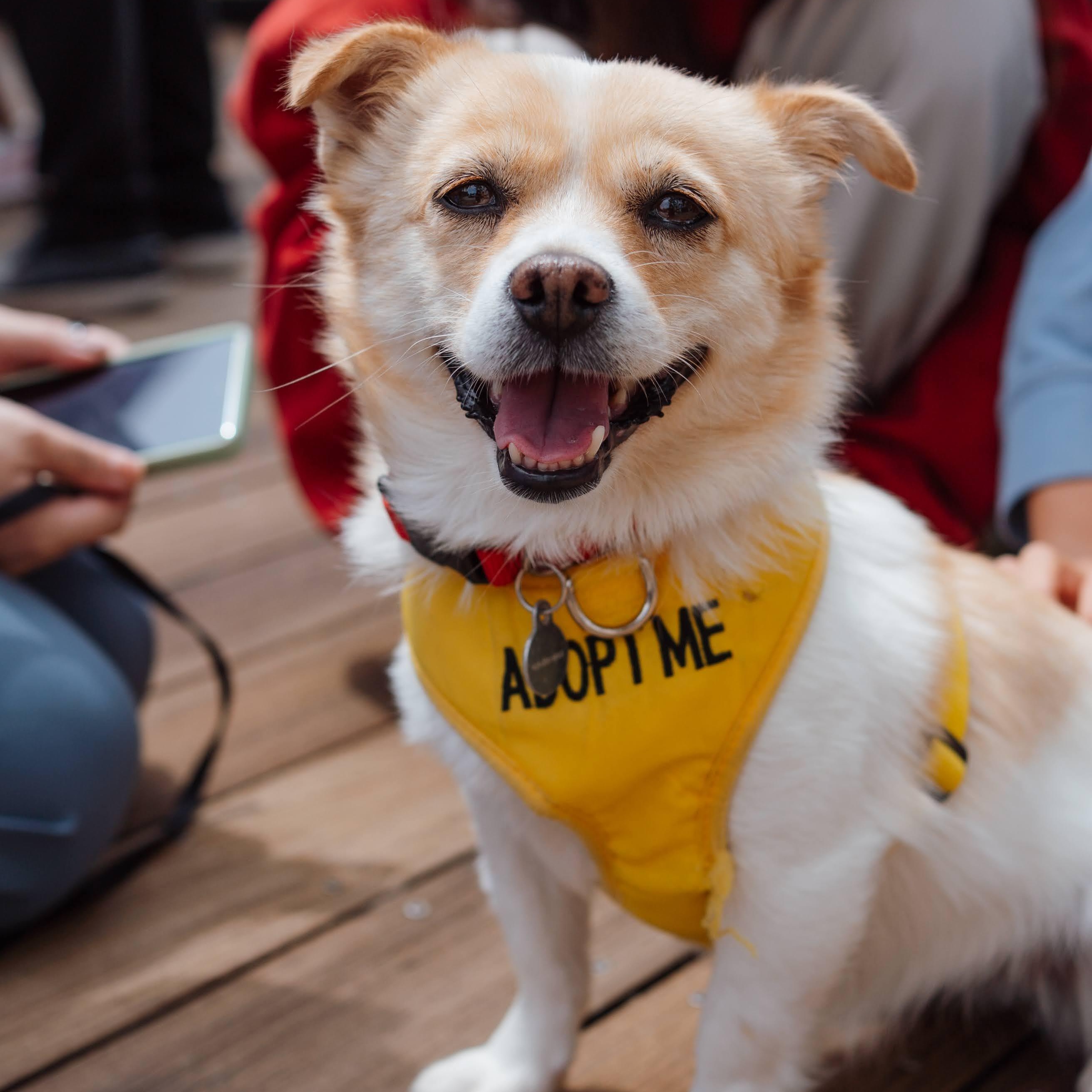 Enlarge Pogeun, a ADOPTABLE mixed breed in San Jose, CA image 6/6