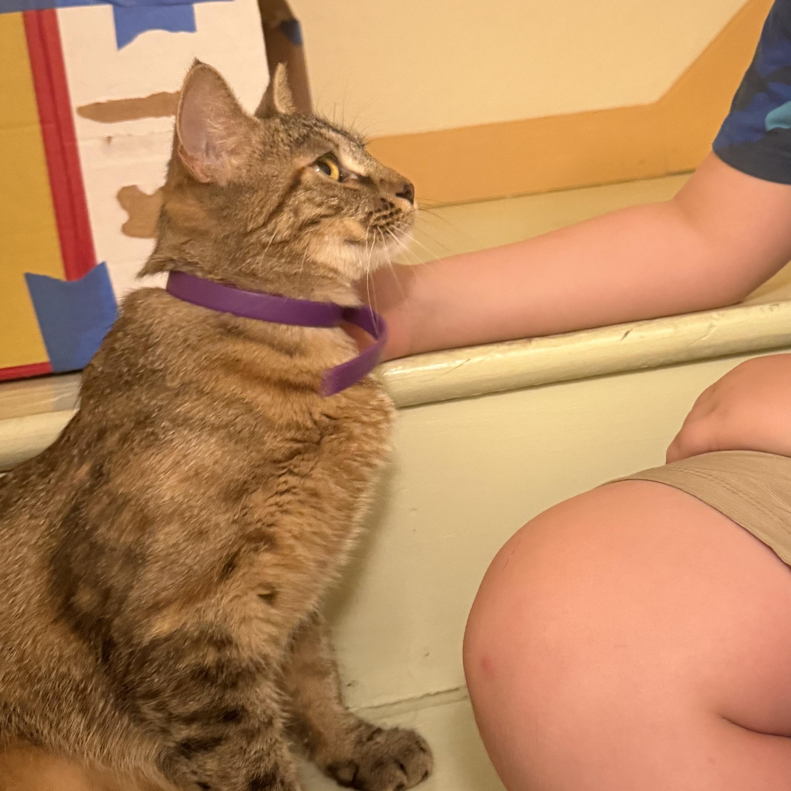 Enlarge Annabelle, a Adoptable Tabby in Pittsburgh, PA image 2/2