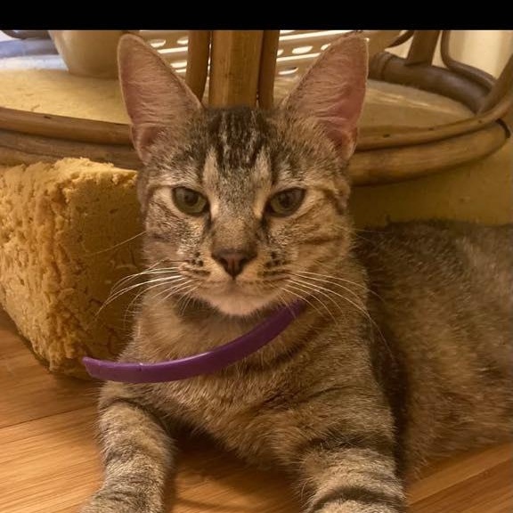 Annabelle, Adoptable, Young Female Tabby.