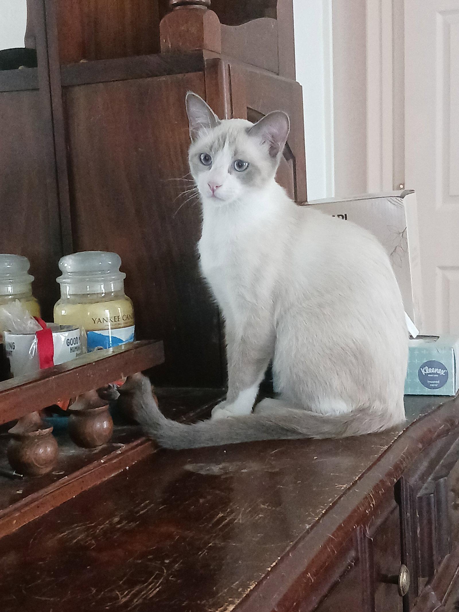 Lotus (2677) Adopted, a Adopted Siamese in Wesley Chapel, FL image 1/2