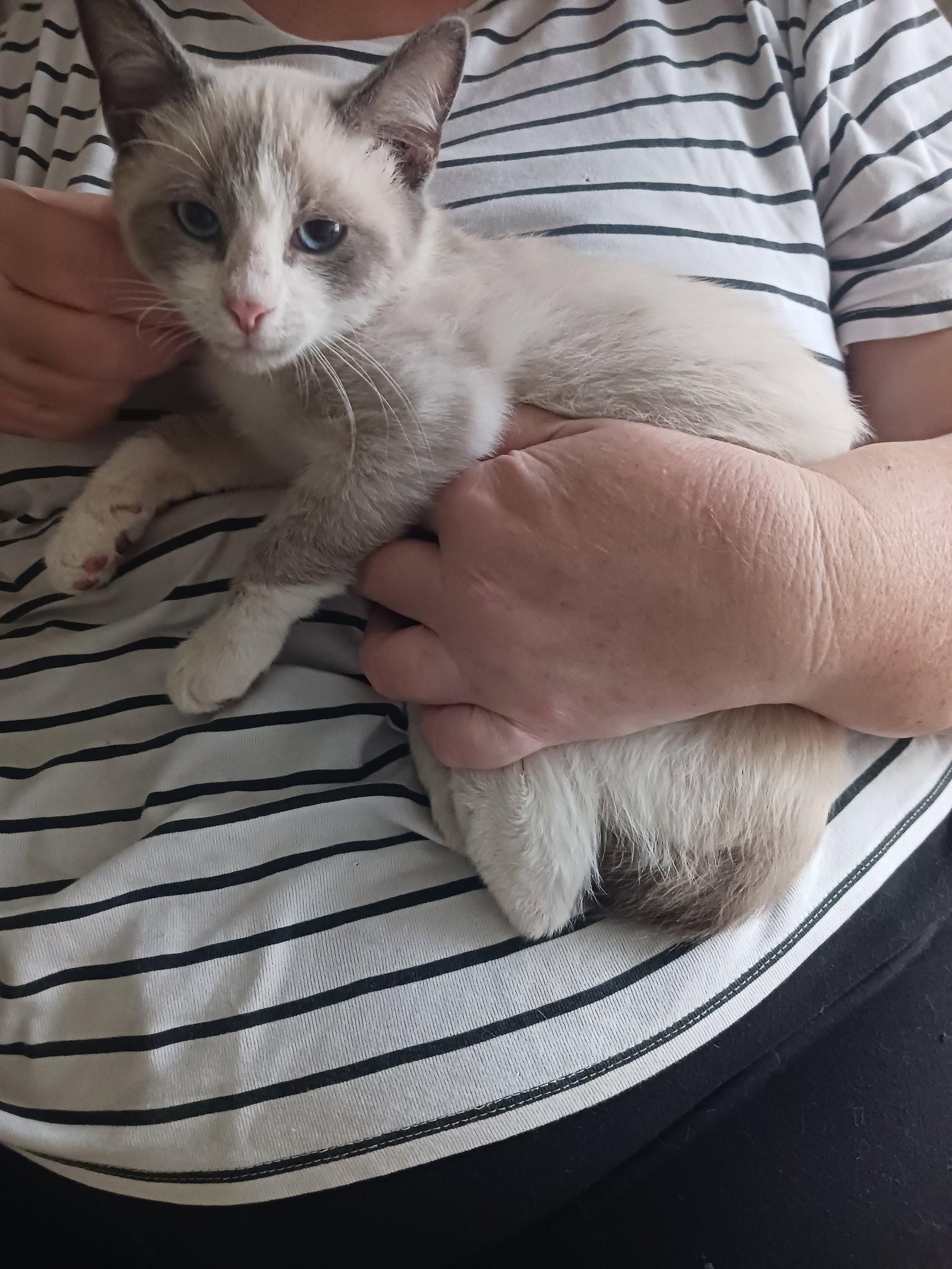 Lotus (2677) Adopted, a Adopted Siamese in Wesley Chapel, FL image 2/2