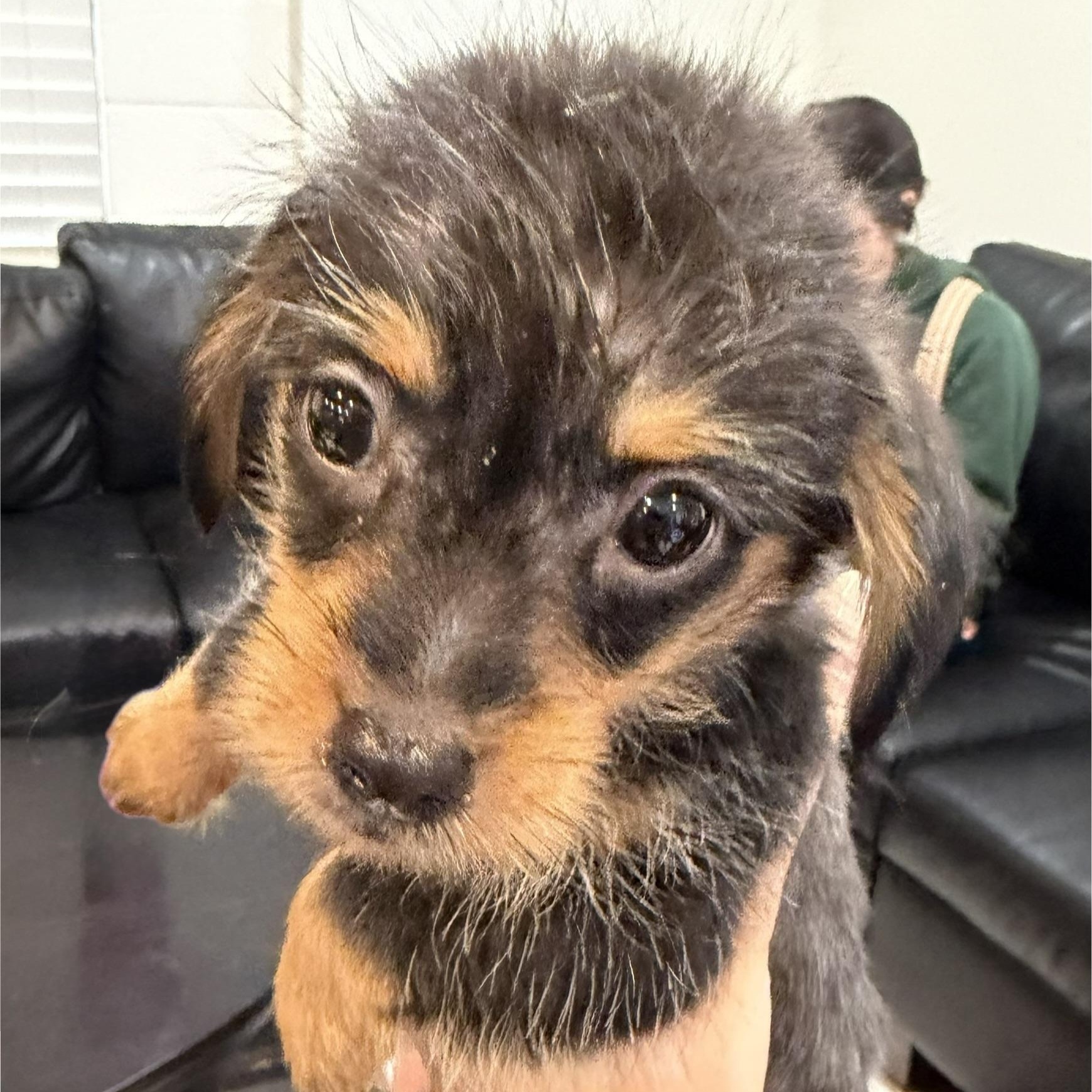 Sir Galahad, adopted, Puppy Male Terrier.