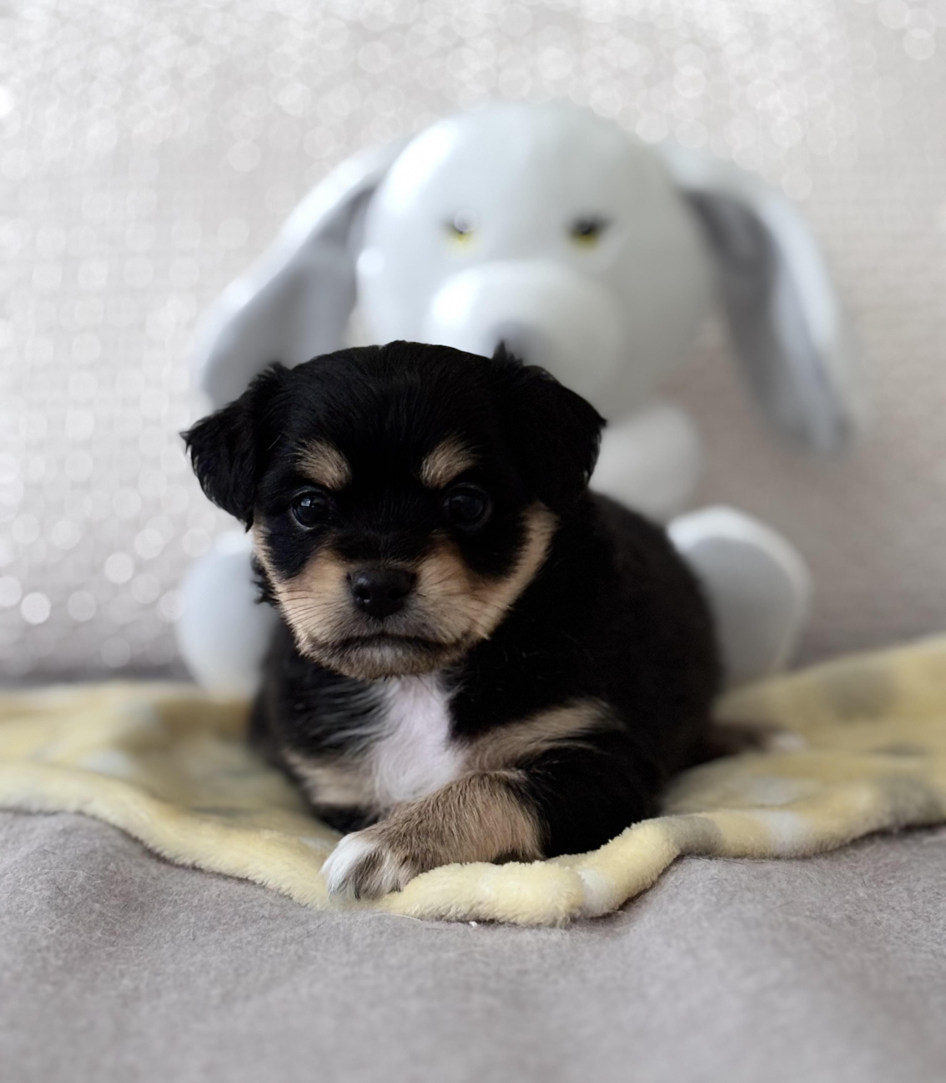 Enlarge Gizmo, an adopted mixed breed in Orlando , FL image 4/4