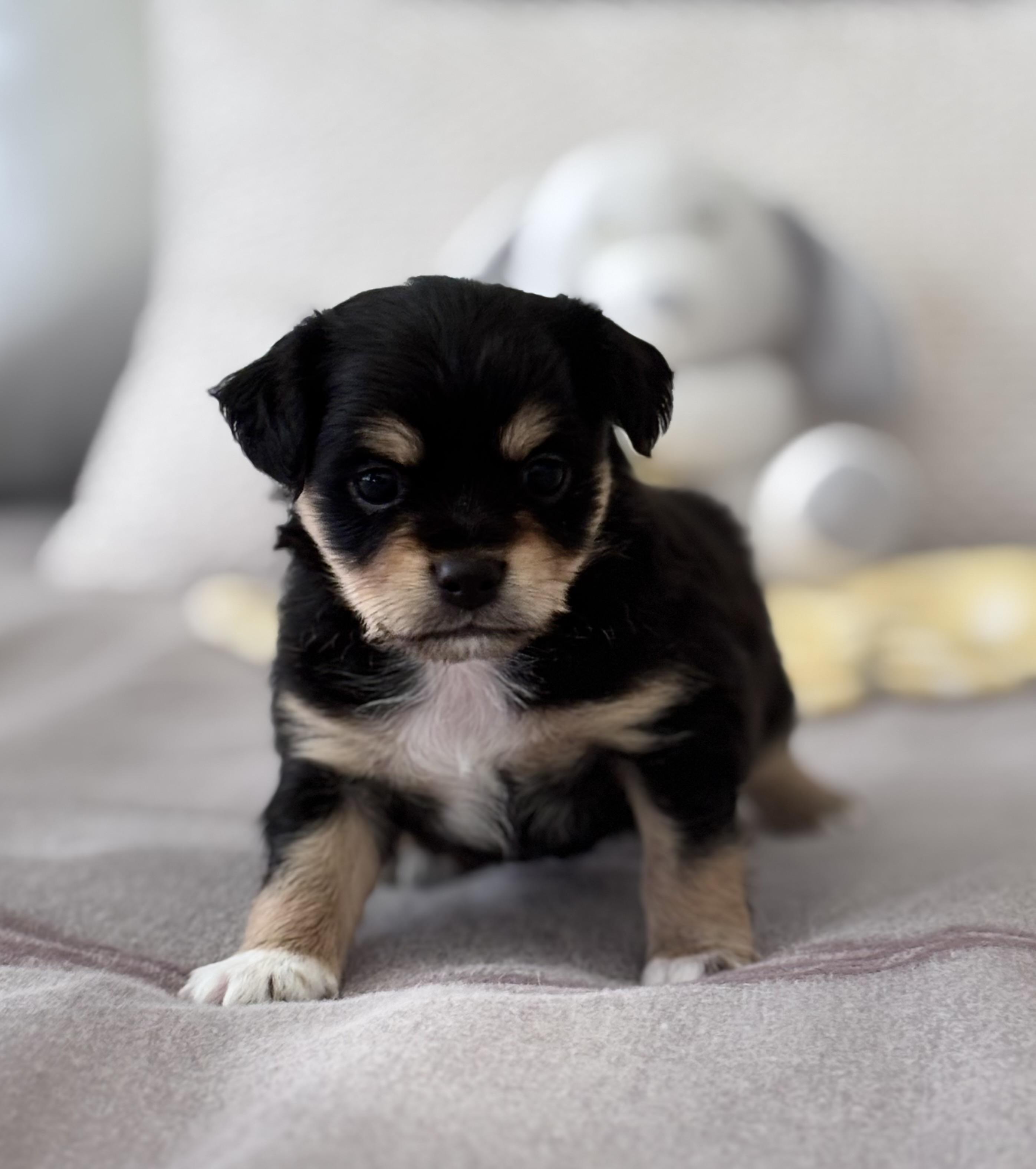 Enlarge Gizmo, an adopted mixed breed in Orlando , FL image 2/4