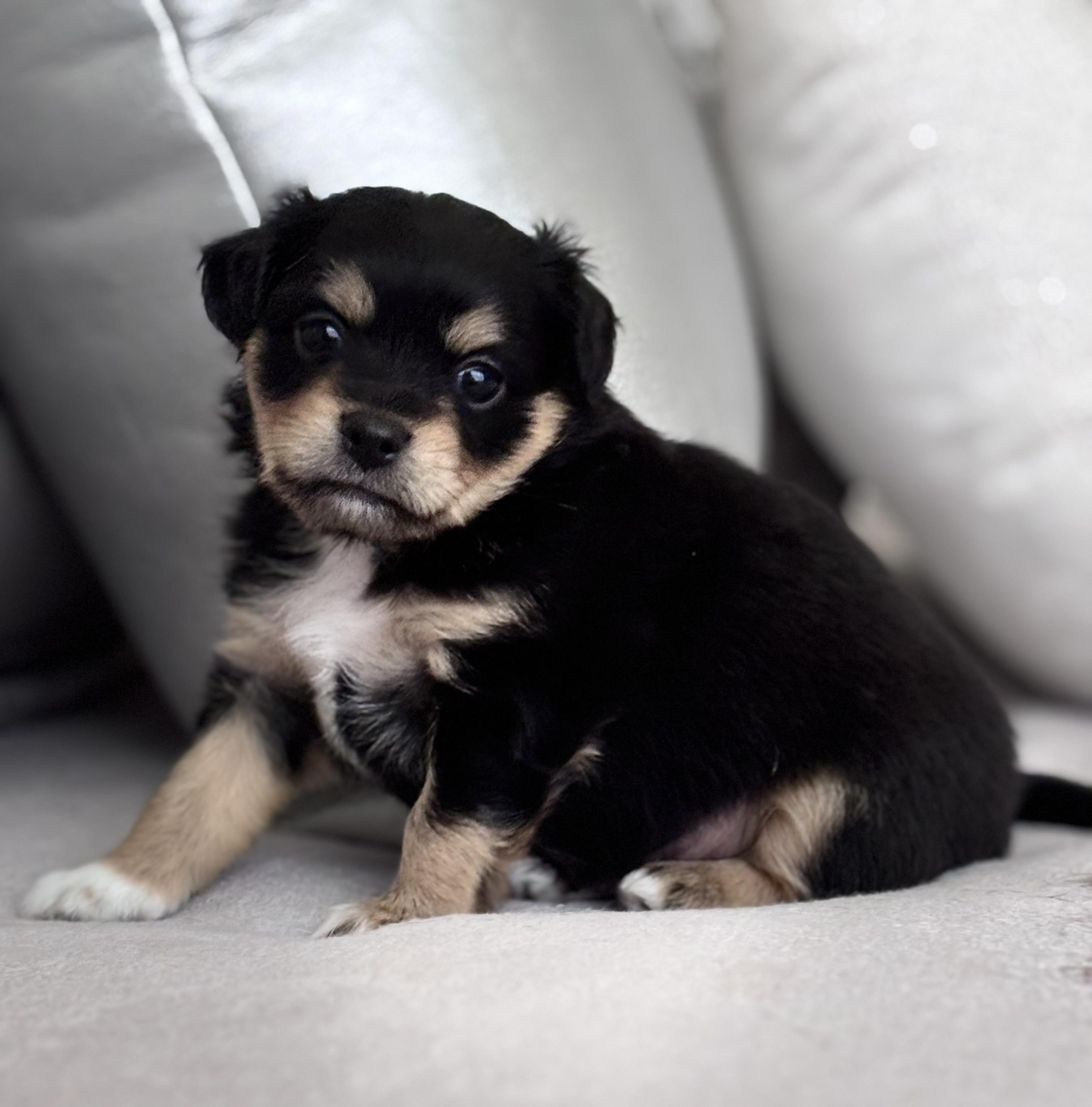 Gizmo, adopted, Puppy Male Chihuahua & Shih Tzu.