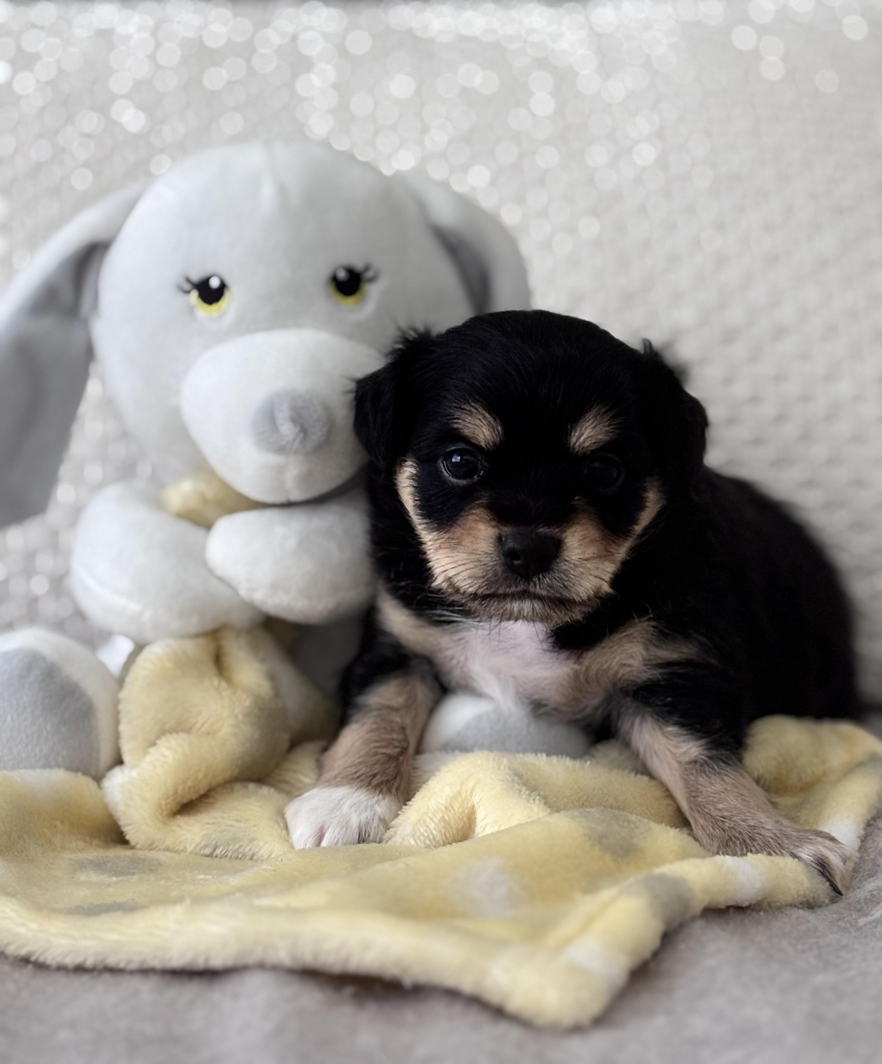 Enlarge Gizmo, an adopted mixed breed in Orlando , FL image 3/4