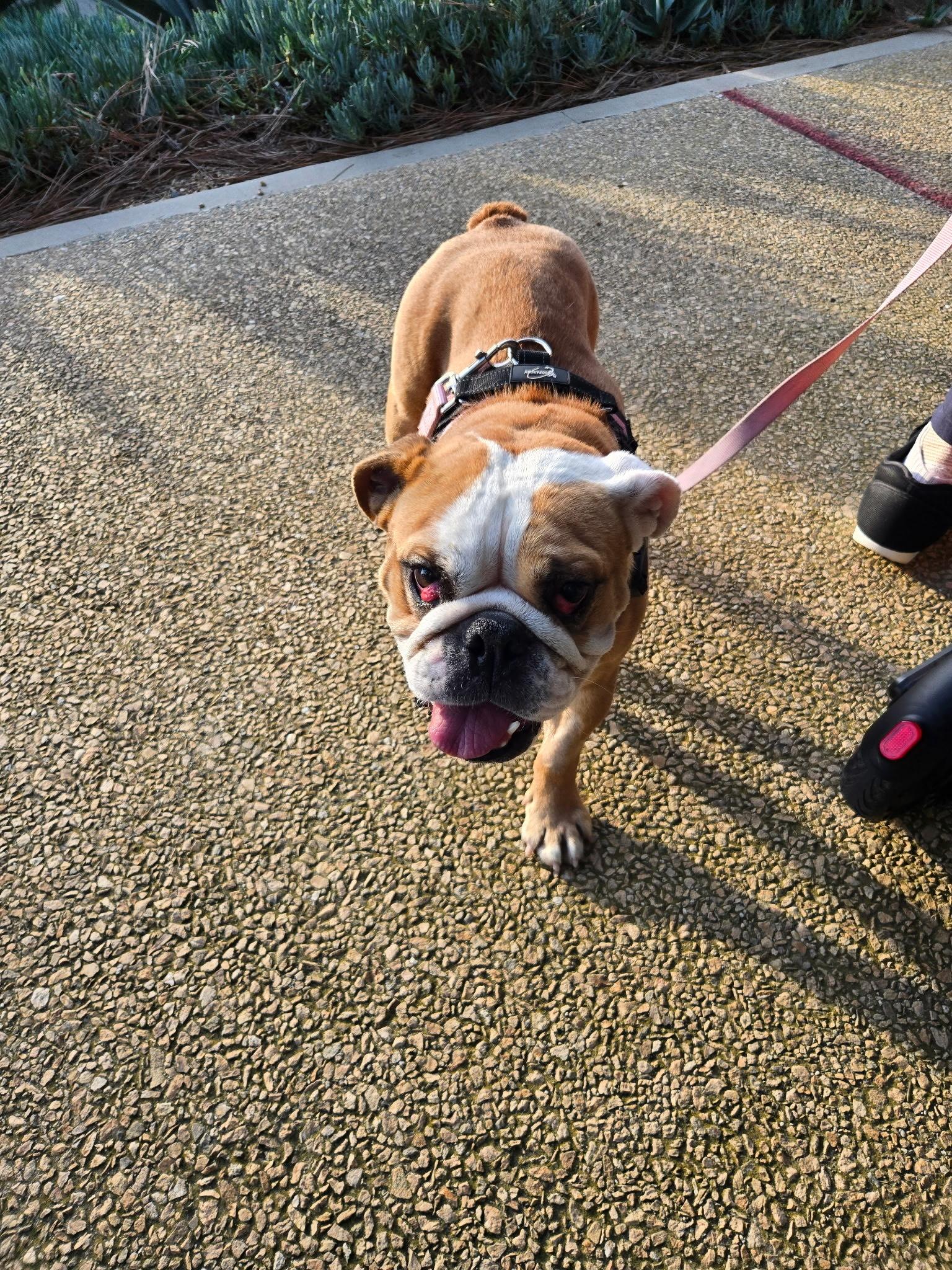 Missy, adopted, Adult Female English Bulldog.