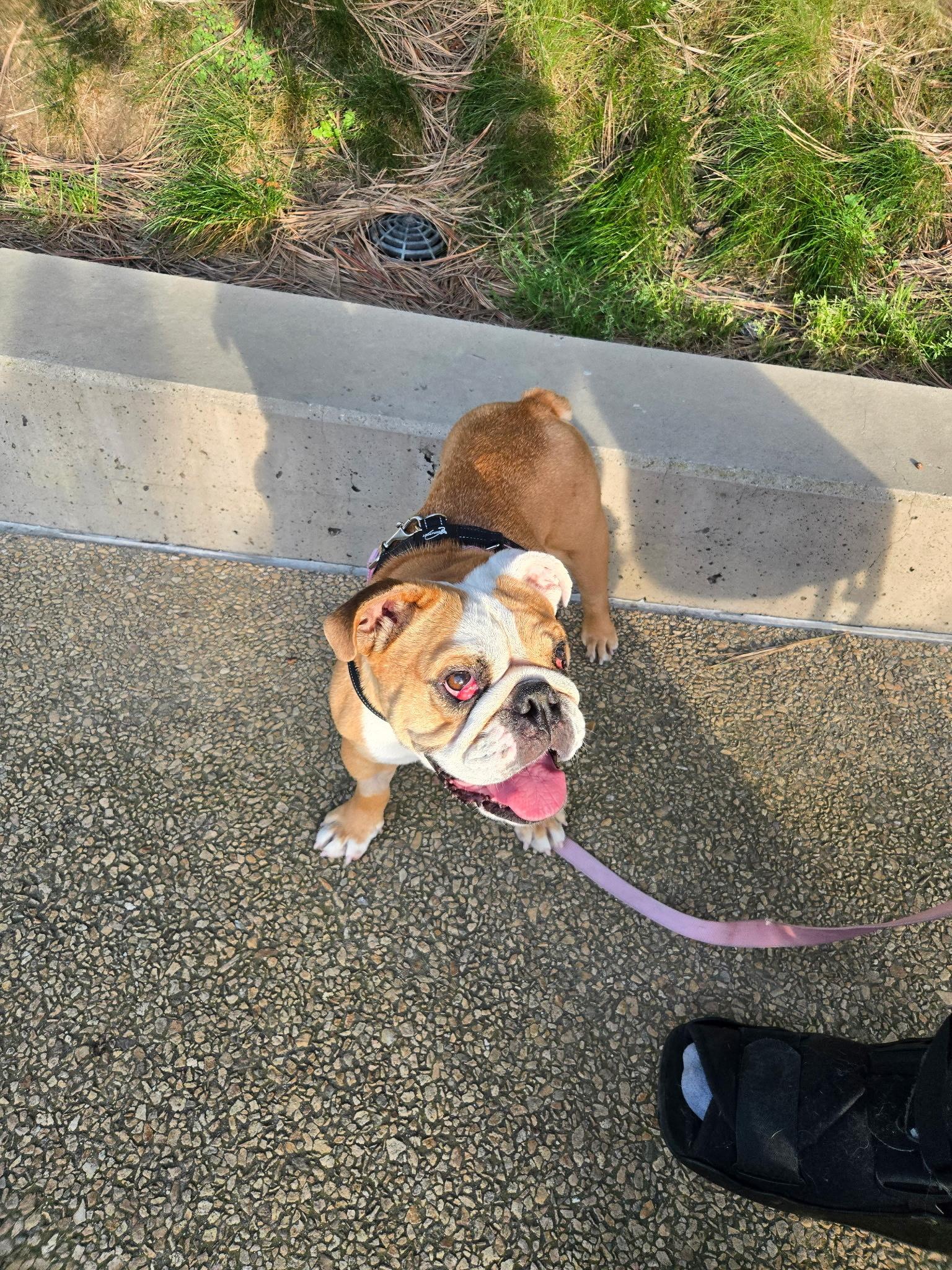 Enlarge Missy, an adopted English Bulldog in San Rafael, CA image 4/4