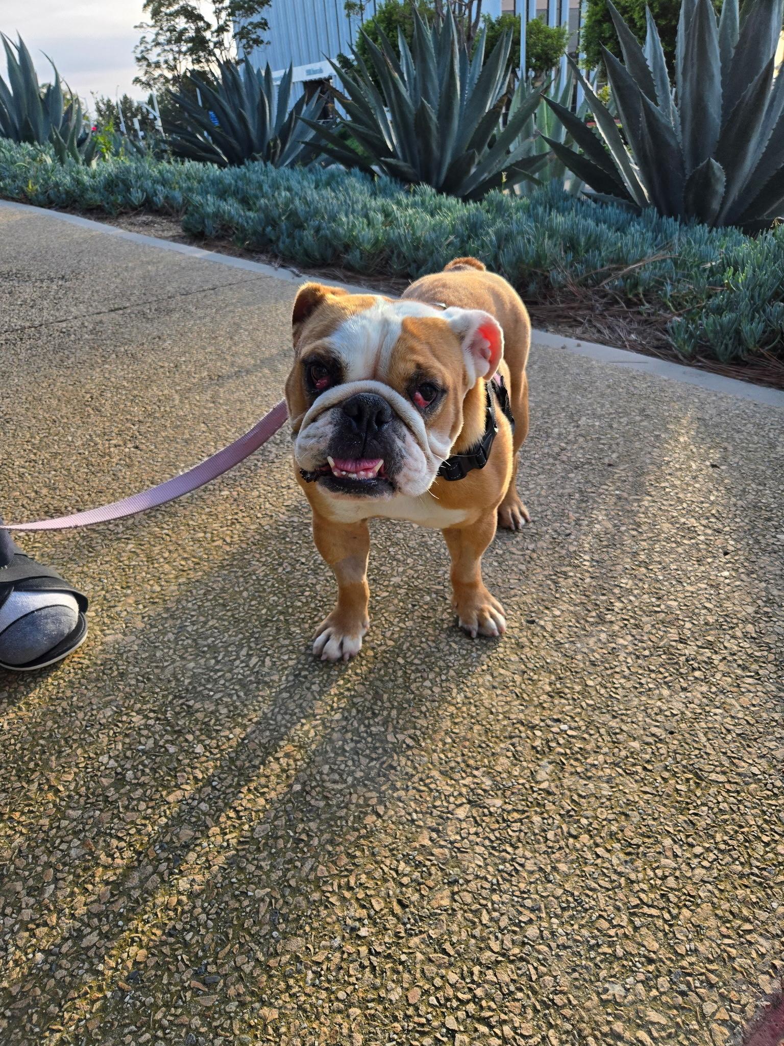 Enlarge Missy, an adopted English Bulldog in San Rafael, CA image 2/4