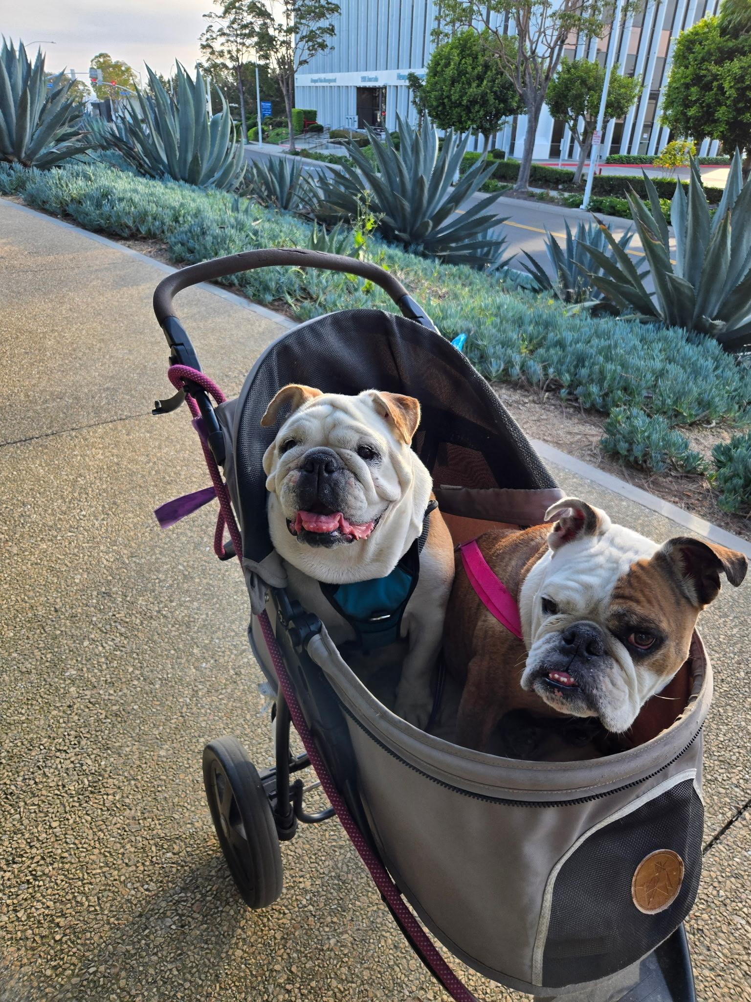 Enlarge Missy, an adopted English Bulldog in San Rafael, CA image 3/4