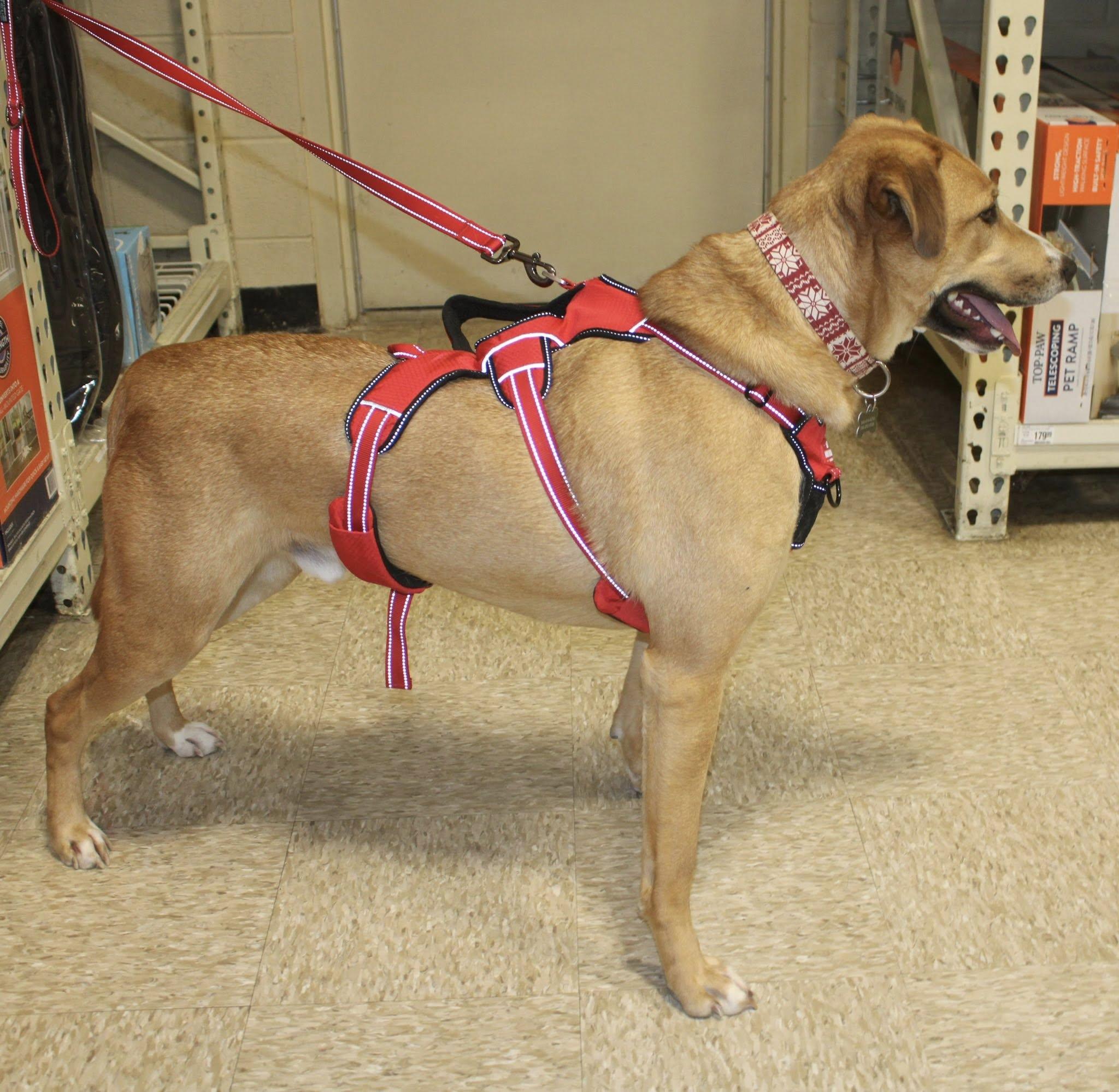 Enlarge Max, a ADOPTABLE mixed breed in Stuarts Draft, VA image 6/6