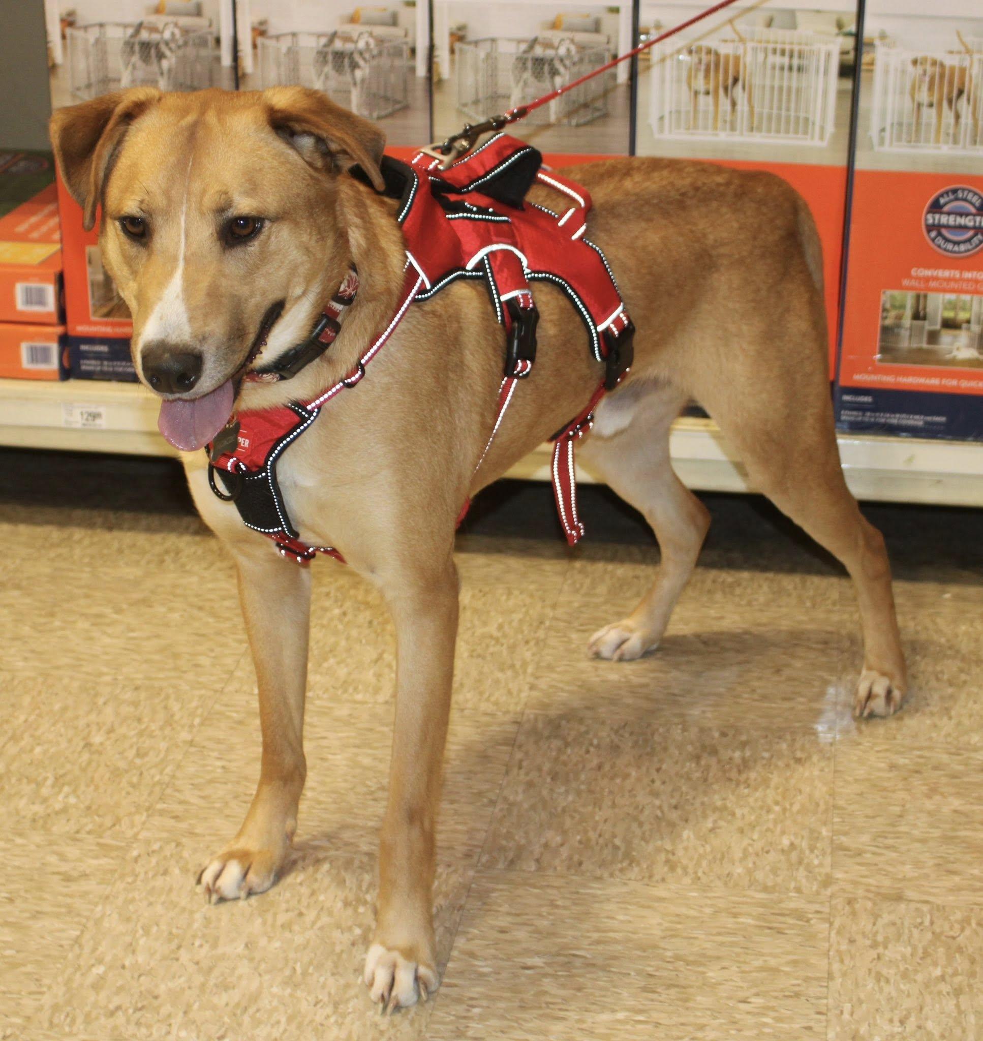 Enlarge Max, a ADOPTABLE mixed breed in Stuarts Draft, VA image 3/6