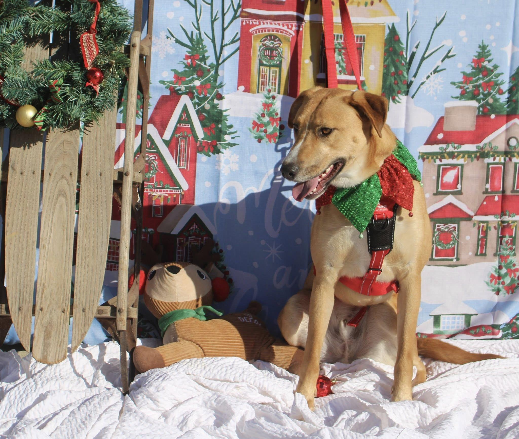 Enlarge Max, a ADOPTABLE mixed breed in Stuarts Draft, VA image 5/6