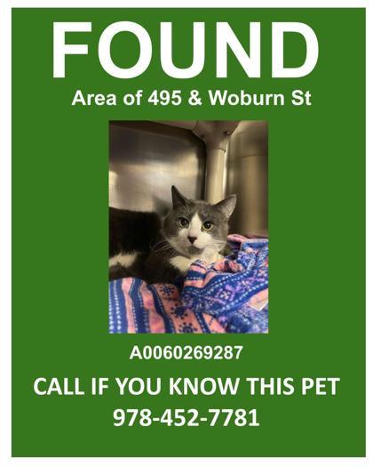 Draco MEOWfoy — thumbnail 2