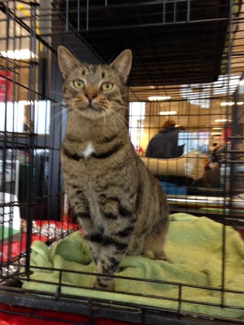 Tiger, a Adoptable mixed breed in Baton Rouge, LA image 1/4