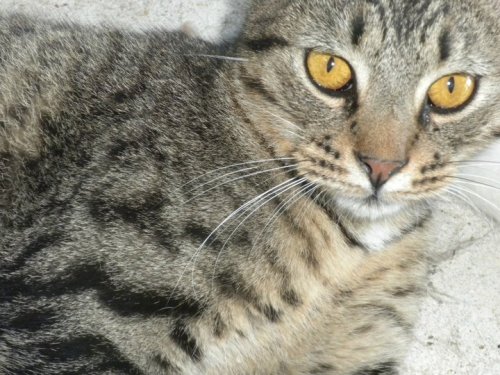 Tiger, a Adoptable mixed breed in Baton Rouge, LA image 2/4