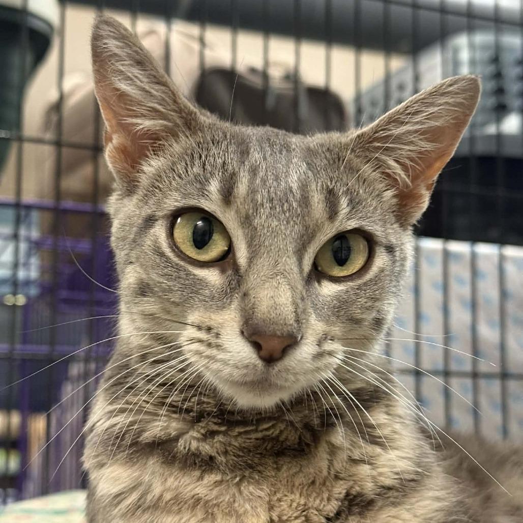 Enlarge Kendra, a Adoptable mixed breed in Saugerties, NY image 2/6