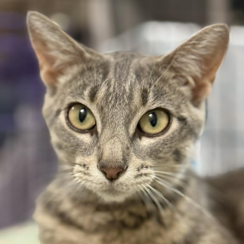 Enlarge Kendra, a Adoptable mixed breed in Saugerties, NY image 3/6