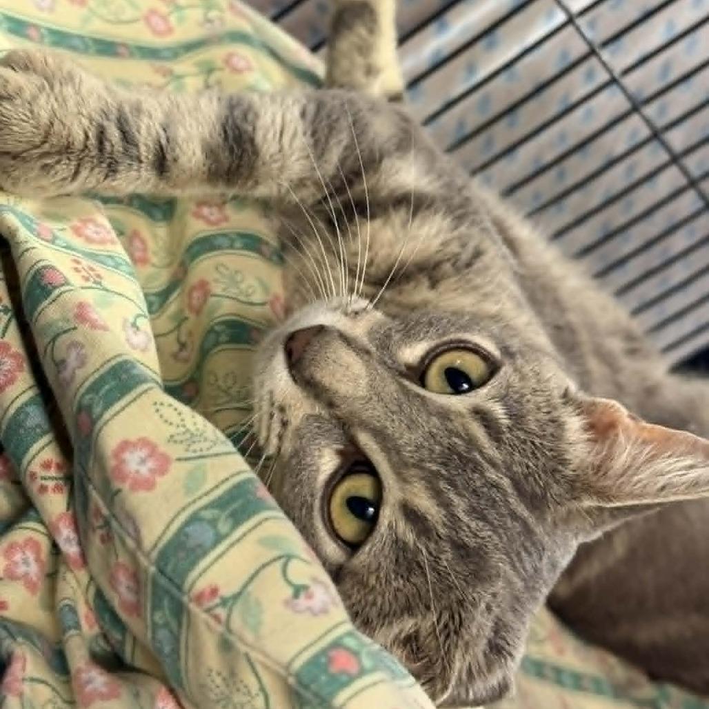 Enlarge Kendra, a Adoptable mixed breed in Saugerties, NY image 5/6