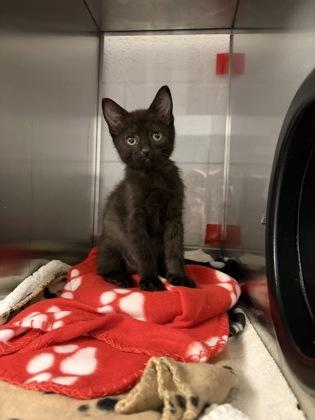 Bianca, a Adoptable mixed breed in Gastonia, NC image 2/2