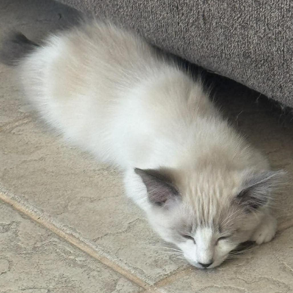 Muffy, Adoptable, Kitten Female Siamese & Siamese.