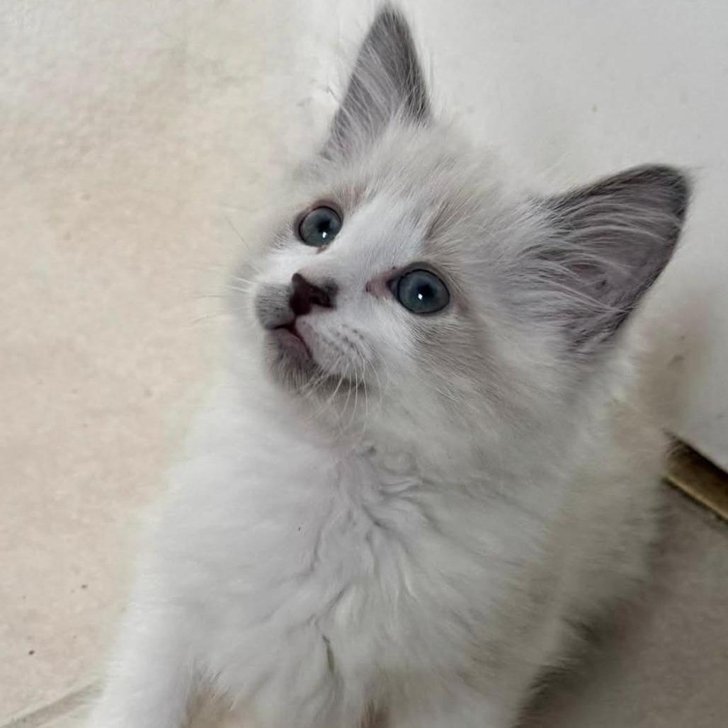 Enlarge Muffy, a Adoptable mixed breed in Agoura Hills, CA image 3/3