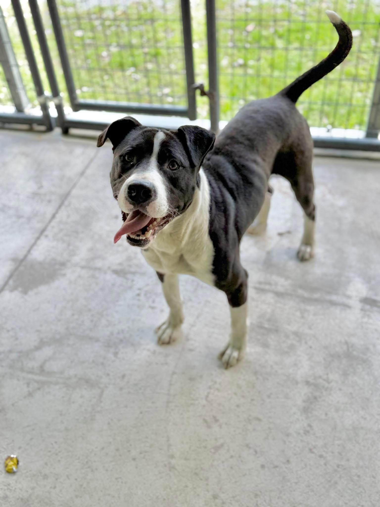 Enlarge Jacob, a ADOPTABLE mixed breed in Elizabethtown, NC image 1/1