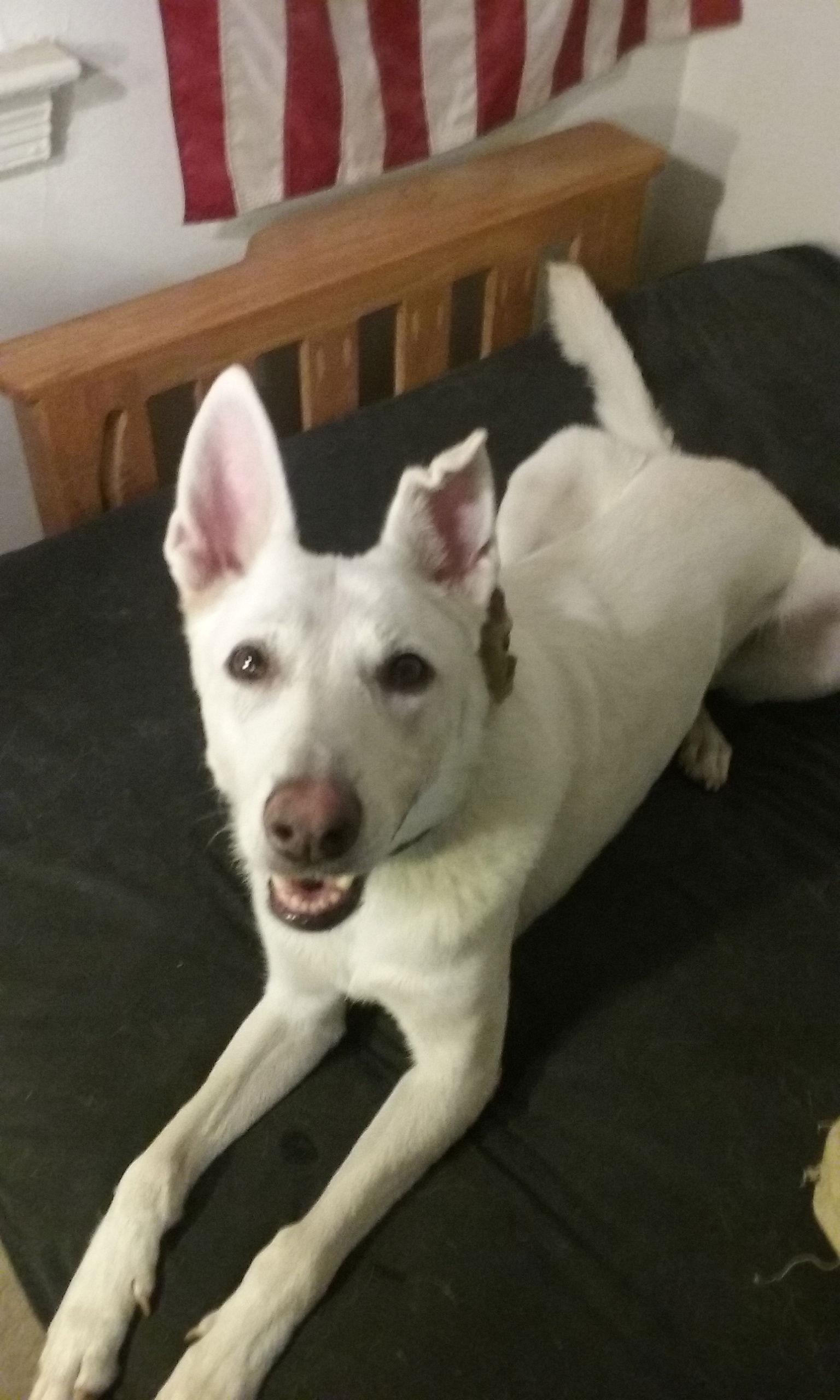 Pancake 6757, Adoptable, Adult Female German Shepherd Dog.