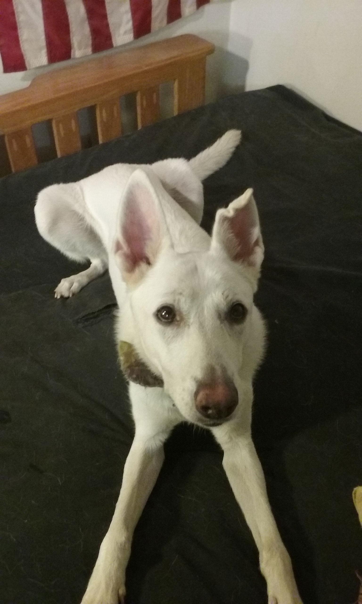 Pancake 6757, a Adoptable German Shepherd Dog in Centreville, VA image 2/3