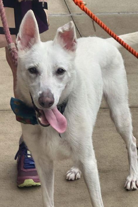 Pancake 6757, a Adoptable German Shepherd Dog in Centreville, VA image 3/3